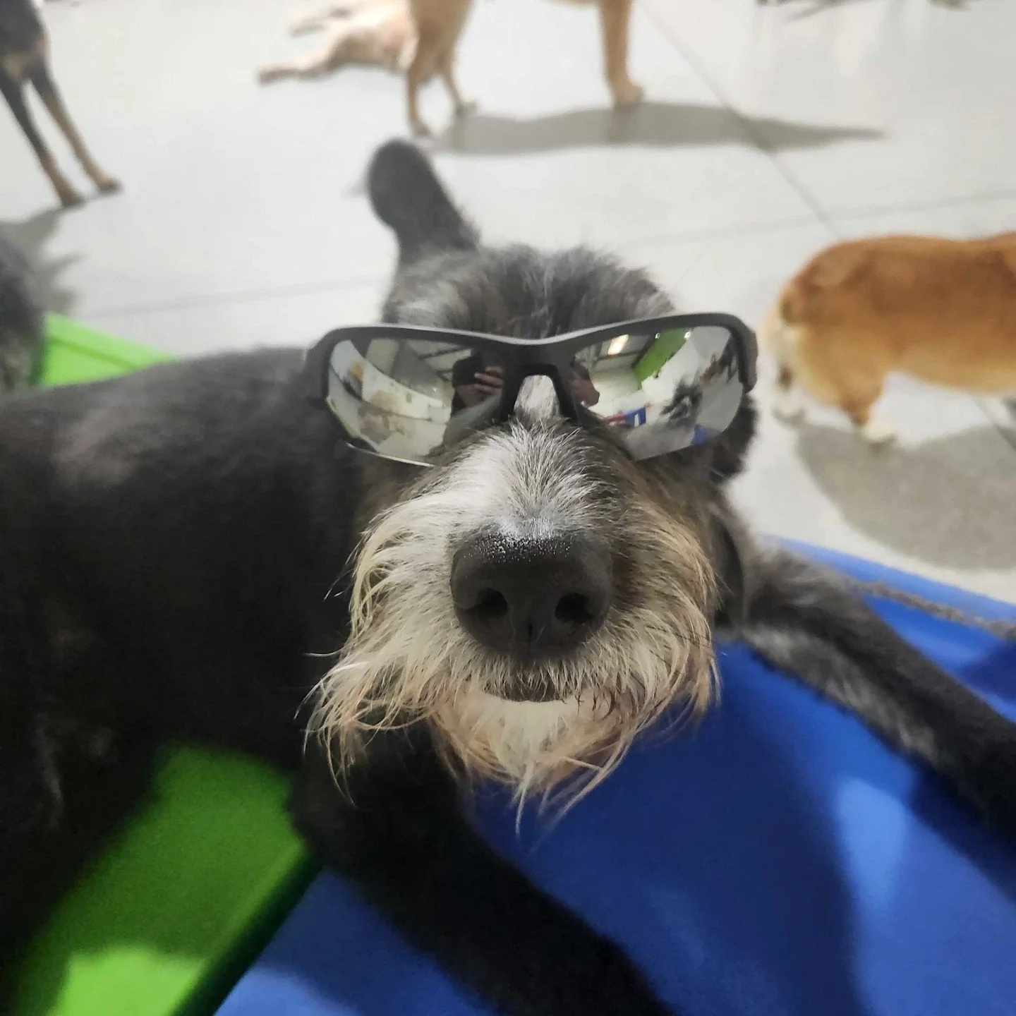 Too cool for basic daycare 😎🐶
This is where all the cool dogs go!