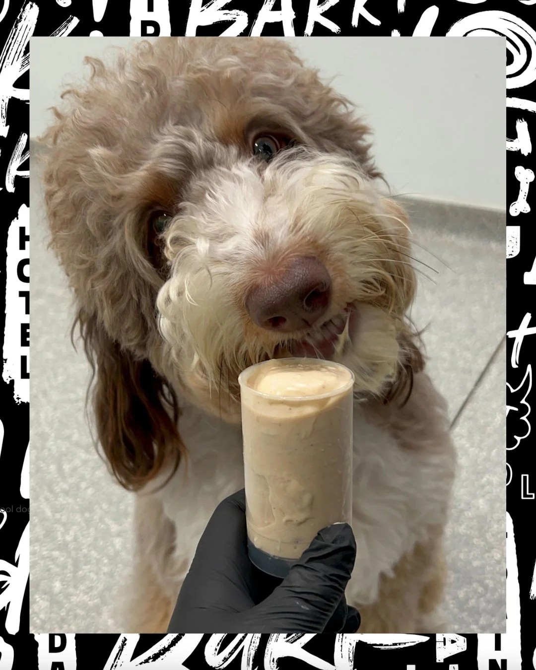 My mom said I was coming to daycare&hellip;
No one told me there would be Push Pop Pupachinos. 🍦🐾

I live here now.

&mdash; Signed, every dog at bark! bark!

#BarkBark #DogThoughts #SpoiledDogsClub #DogDaycareLife #WhereCoolDogsGo