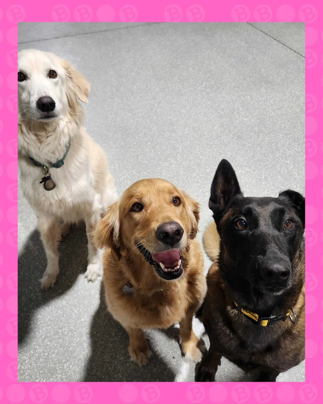 The bark! bark! welcome committee is ready. 🐶🐶🐶

All new dogs must pass the official inspection:
✔️ Good vibes
✔️ Tail wags
✔️ Ready to play

Approved.

Because this is where cool dogs go.

#BarkBark #WhereCoolDogsGo #DogDaycareLife #DogSquad #Coo