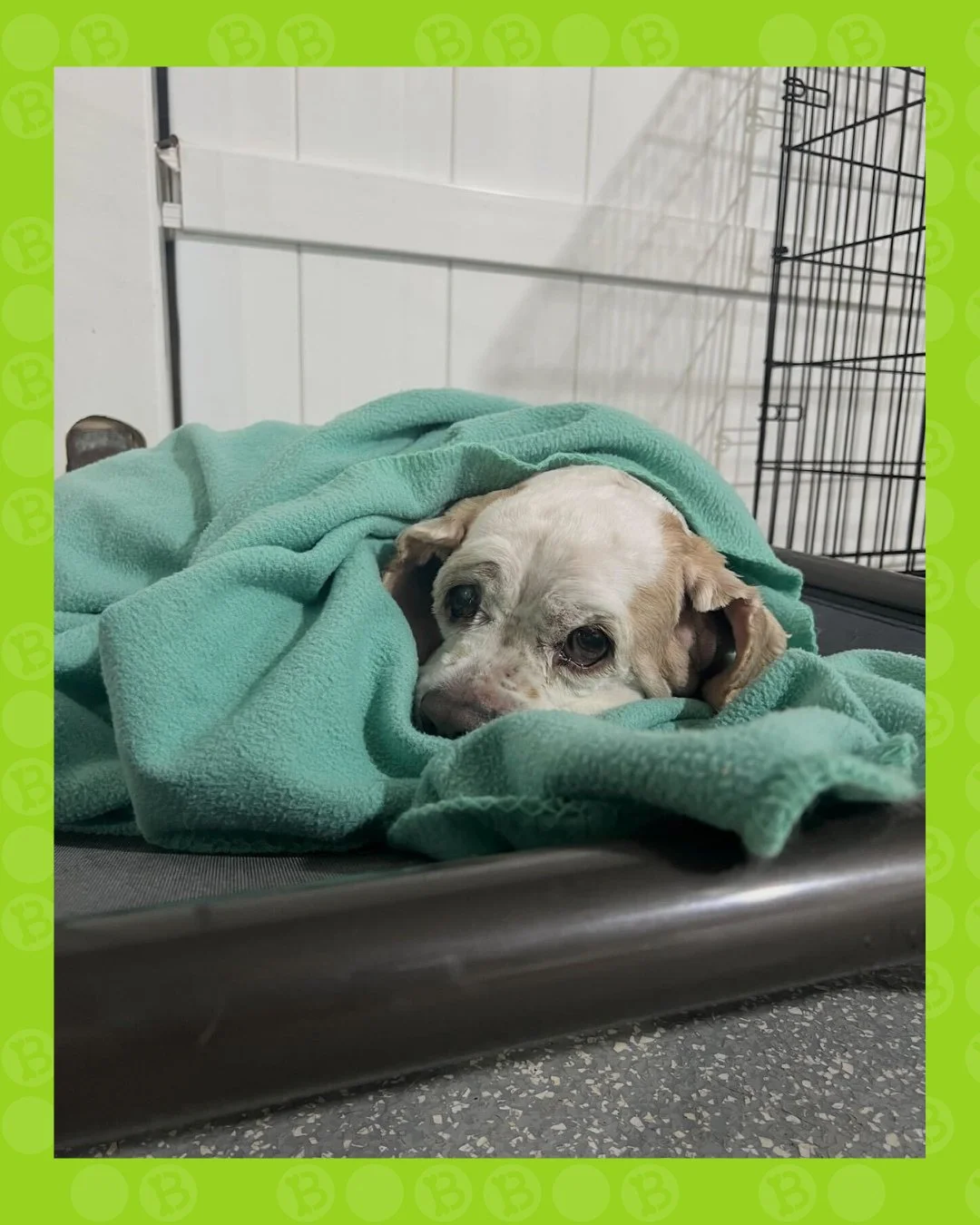 I played.
I made friends.
I ran around all day.

Now please wrap me in a blanket and do not disturb. 🐶💤

&mdash; Dogs of bark! bark!

#BarkBark #WhereCoolDogsGo #DogDaycareLife #NapTime #SpoiledDogs #DogLounge