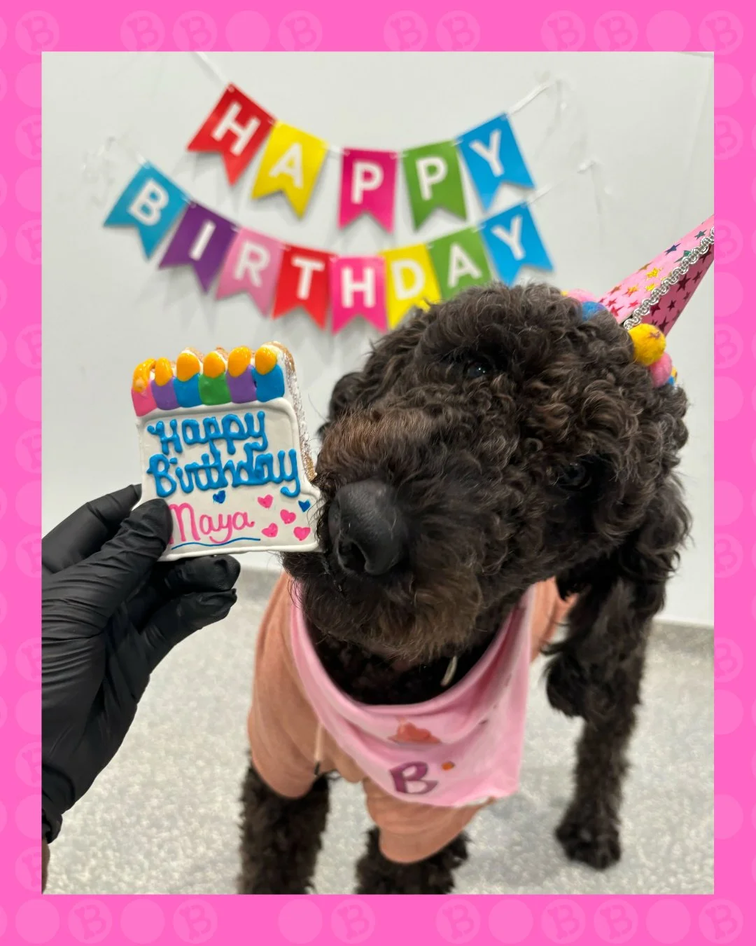 POV: You came to daycare and suddenly it&rsquo;s your birthday party. 🎉🐶

Hat ✔️
Birthday cookie ✔️
All the attention ✔️

#BarkBark #DogBirthday #WhereCoolDogsGo #BirthdayPup #SpoiledDogs #DogDaycareLife