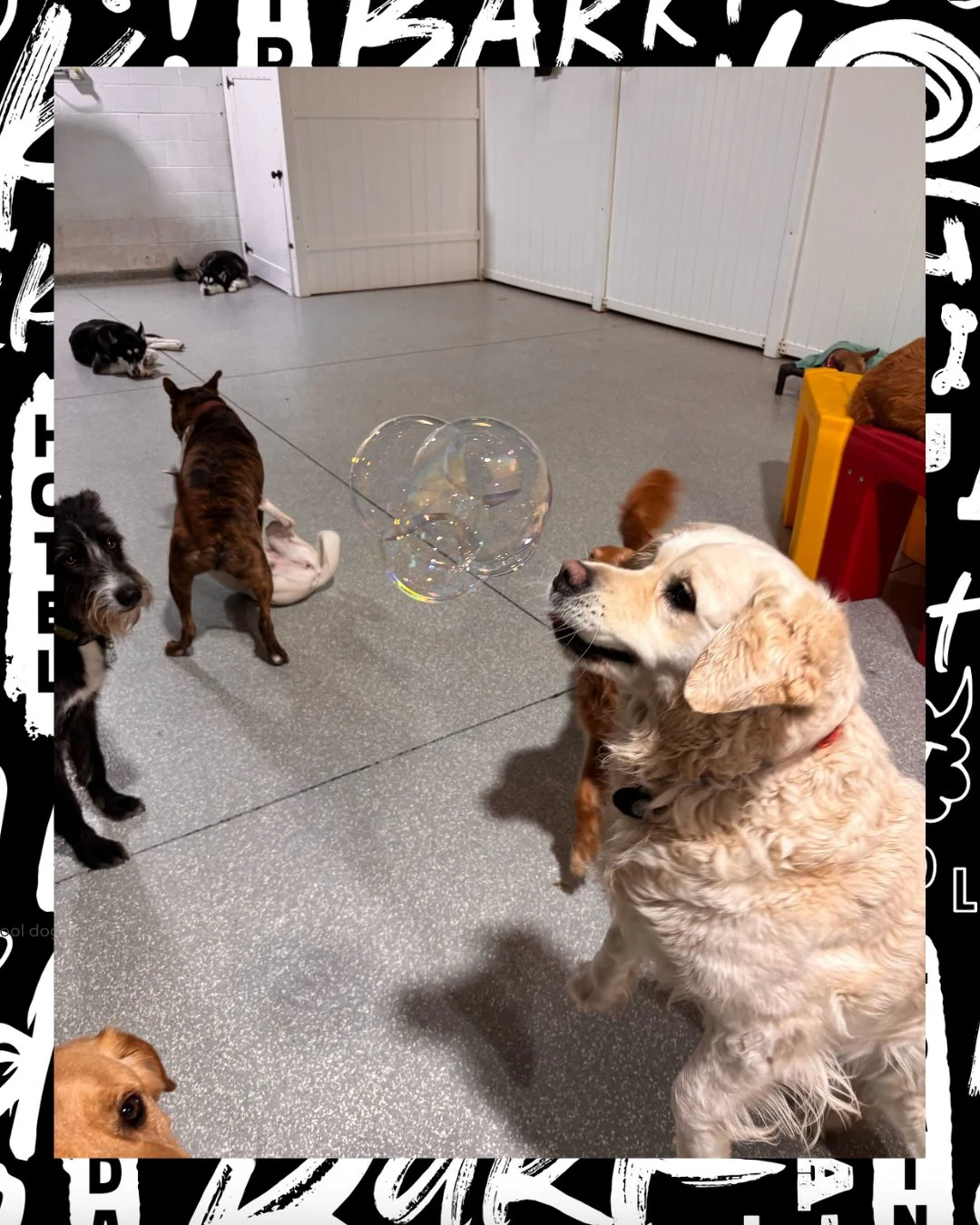 The moment a bubble enters the playroom&hellip; 🫧🐶

Half the dogs: CHASE IT!!
Other half: what is that thing 👀

Just another normal day at bark! bark!

#BarkBark #DogDaycareLife #BubbleDay #WhereCoolDogsGo #DogPlaytime #HappyDogs