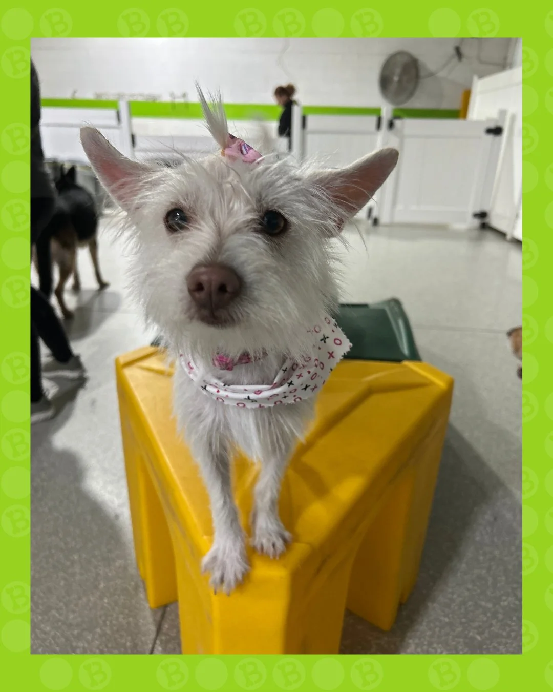 When the camera comes out and you immediately know your angles. 🐶📸

Model behavior at bark! bark! 

#BarkBark #DogDaycareLife #WhereCoolDogsGo #DogModel #CuteDogs #SpoiledDogs