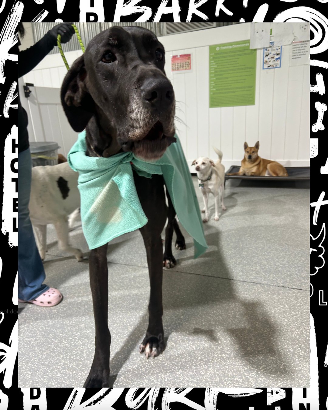 POV: The gentle giant just walked into the playroom. 🐶

Big paws.
Big heart.
Big bark! bark! energy.

#BarkBark #DogDaycareLife #WhereCoolDogsGo #GentleGiant #CoolDogsOnly #HappyDogs