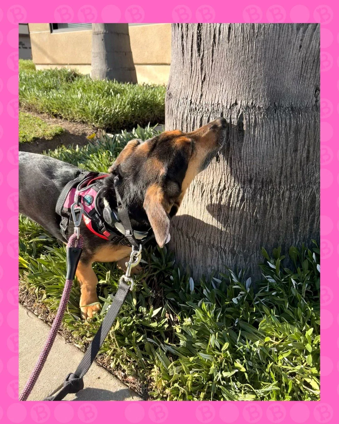 Did you know you can add a walk to your pup&rsquo;s stay? It&rsquo;s the perfect way for them to get fresh air, explore the neighborhood, and enjoy some one-on-one time with our team.

Just let our front desk know and we&rsquo;ll add it to your pup&r