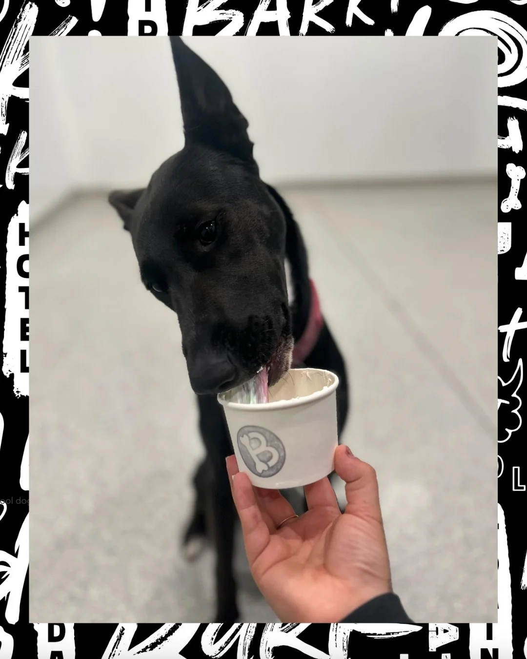Serious question&hellip;
Does your dog sip a pupachino or inhale it? ☕🐶
#barkbarkdaycare #cooldogsclub #pupachino #dogdaycarelife #dogsoflongbeach #dogtreats #spoiledpup #dogsofinstagram