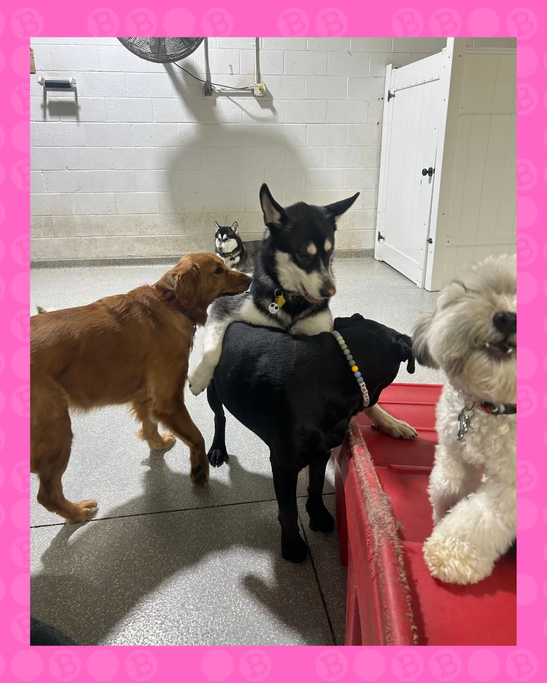 Nobody:
Absolutely nobody:
Dogs at bark! bark!: climbs on friend
#barkbarkdaycare
#dogdaycarelife
#dogchaos
#cooldogsclub
#dogsoflongbeach
#dogfriends
#dogsofinstagram