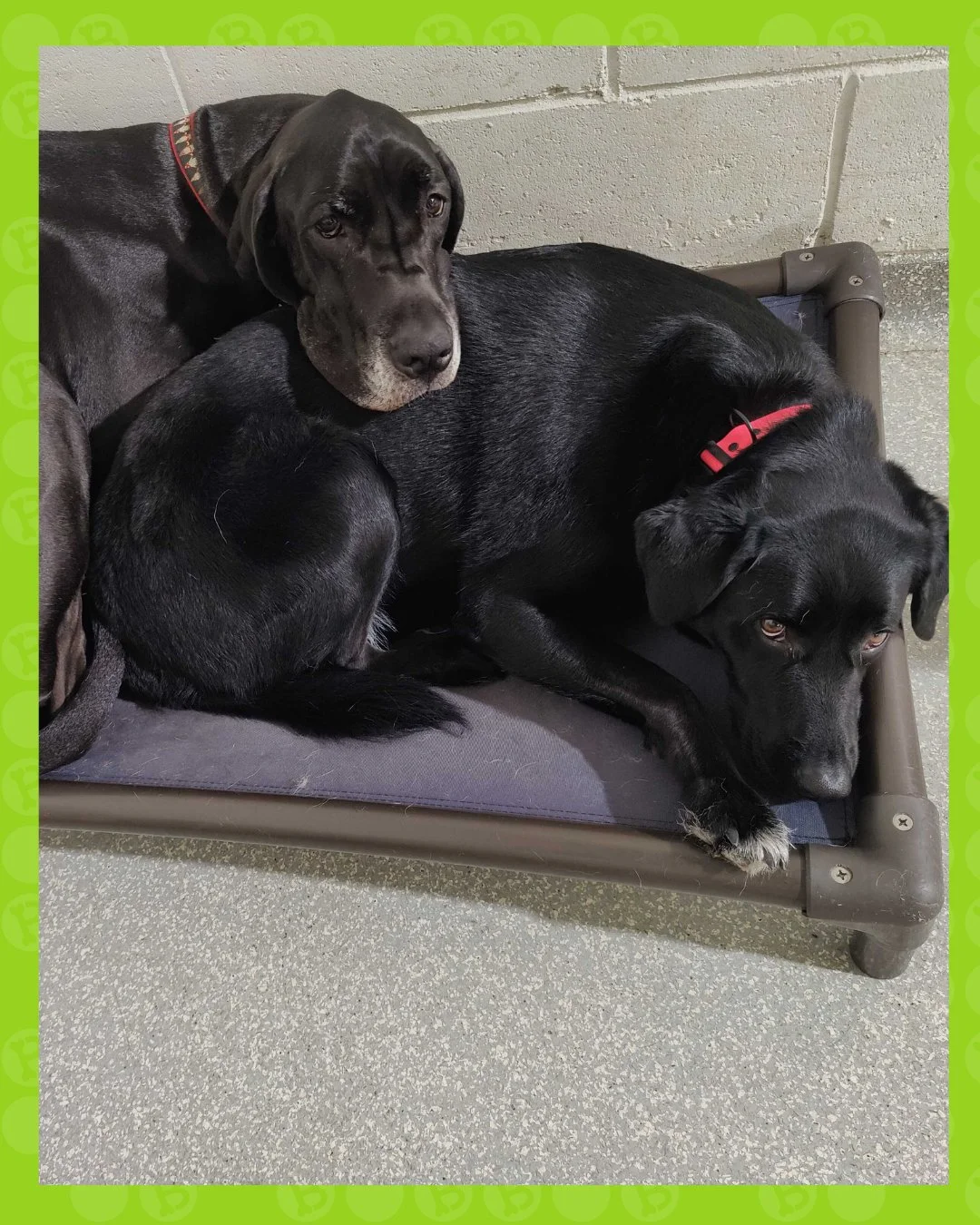 double the dogs, double the snuggles 🖤

when your bestie is also your pillow&hellip; and no one&rsquo;s complaining 🐾

where cool dogs cuddle 😌

*
*
*
*
*
#doglovers #dogsofinstagram #dog #dogs #doglife #dogoftheday #dogstagram #puppy #doglover #i