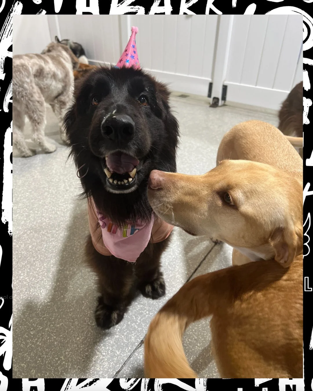 it&rsquo;s giving 🎉 main character energy 🎉

birthday pup + a full fan club = the kind of party we like 😌🐾

where every dog gets their moment ✨