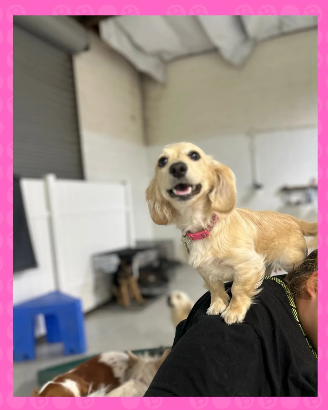 tiny body&hellip; BIG personality 😤✨

when you&rsquo;re the smallest in the room but clearly in charge 🐾👑

where little dogs run the show