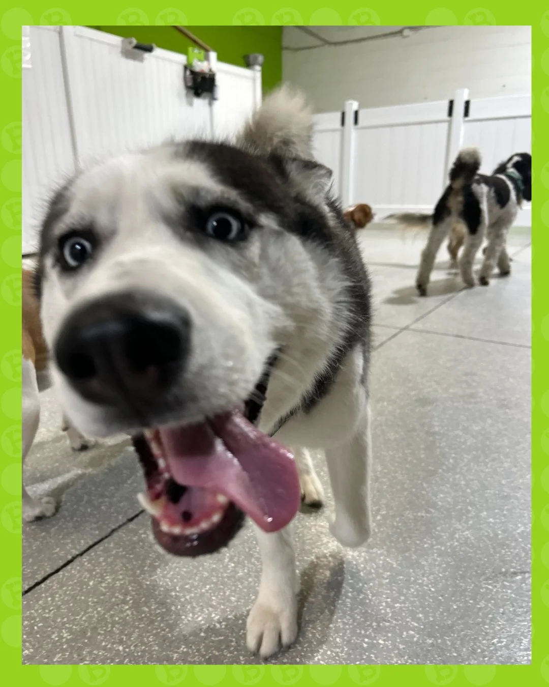 POV: you just said &ldquo;ball&rdquo; 😭🐾

zero personal space, 100% enthusiasm 😅

where the zoomies come with a side of chaos 🐶💨