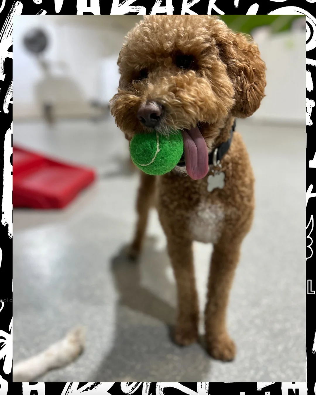 no thoughts&hellip; just 🎾

if it&rsquo;s green, it&rsquo;s mine 😌

where fetch is a full-time job 🐾💼