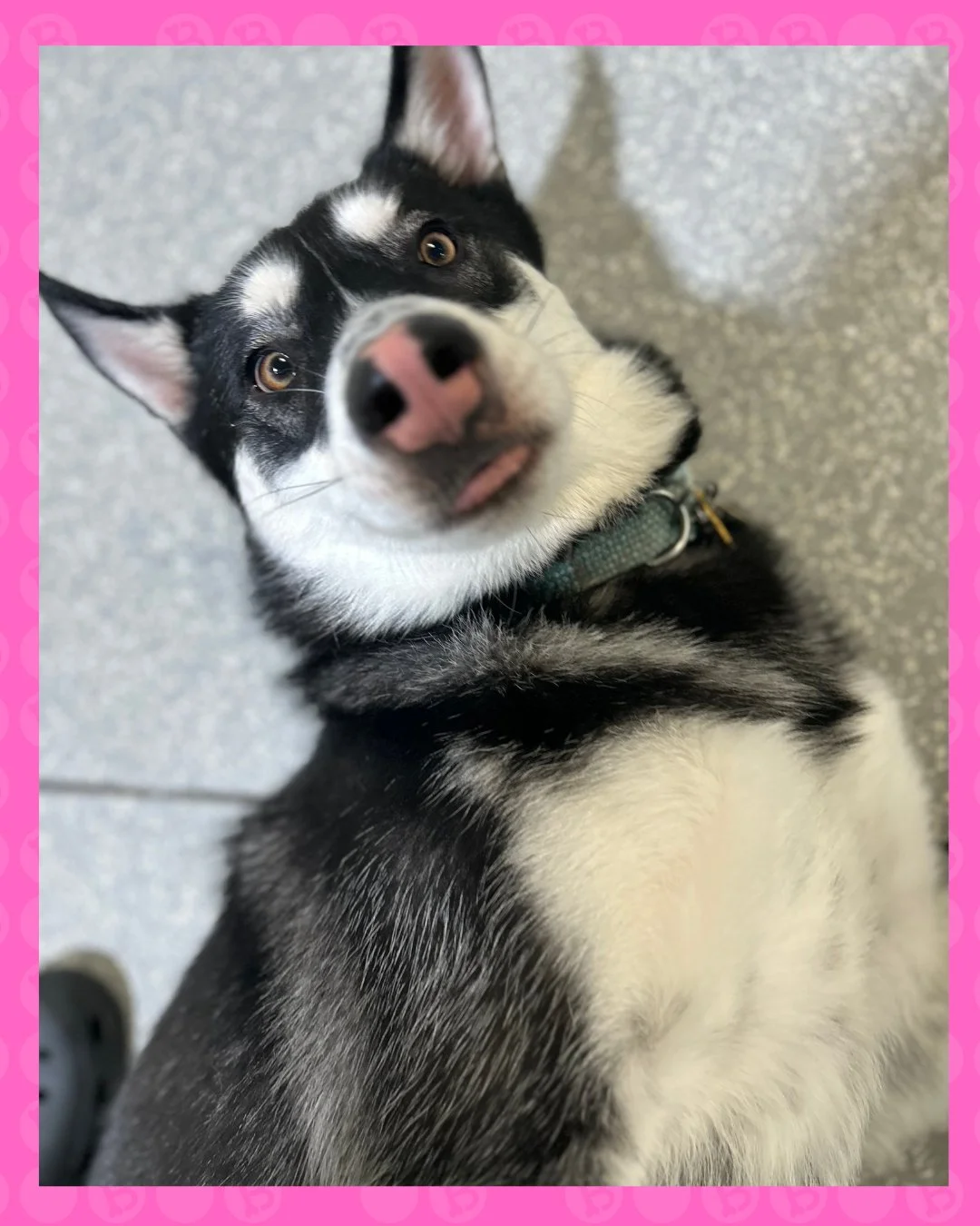 caught mid-&ldquo;did you say snack?&rdquo; face 😭🐾

ears up, eyes locked, zero chill detected 😅

where every sound might be a treat 👀