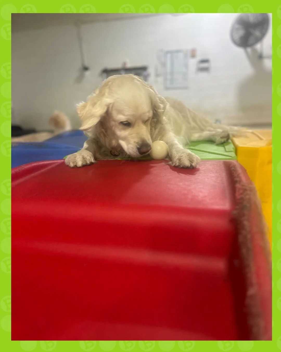 locked in&hellip; nothing else matters 😤🎾

the focus. the determination. the obsession 😭🐾

where playtime = serious business 💼💚 

#dogsofinstagram #dogstagram #instadog #doglife #doglover #dogsbeingdogs #cutedogs #puppylove #dogdaycare #dogboar