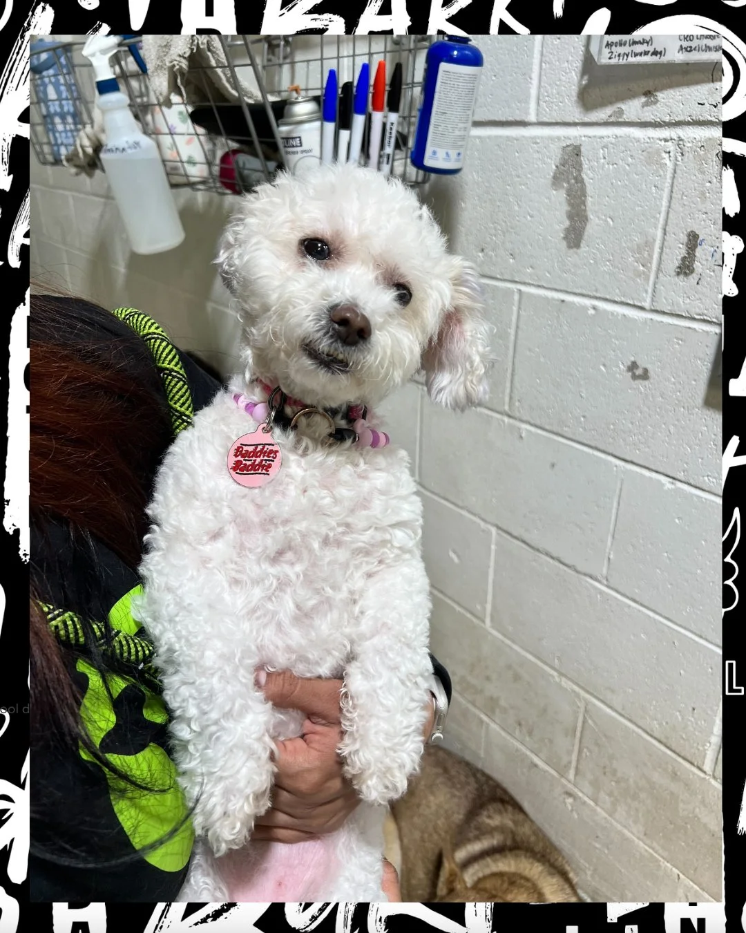 that little head tilt?? instant heart melt 🥹💗

she said &ldquo;did someone call me cute or&hellip;?&rdquo; 😌🐾

where every pup knows they&rsquo;re that girl ✨ 

#dogsofinstagram #dogstagram #instadog #cutedogs #puppylove #doglover #smallbreeds #f