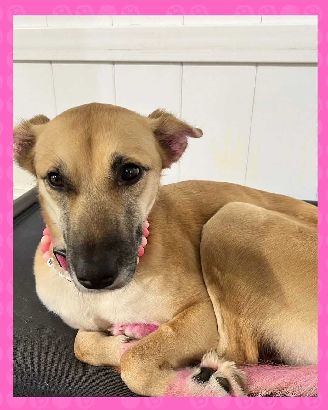 soft girl era 💗✨

just got her glam and now she&rsquo;s serving effortless pretty 😌🐾

where even the chill pups stay camera-ready 💅 #barkbarkdaycare

#dogsofinstagram #dogstagram #instadog #cutedogs #puppylove #doglover #dogdaycare #dogboarding #