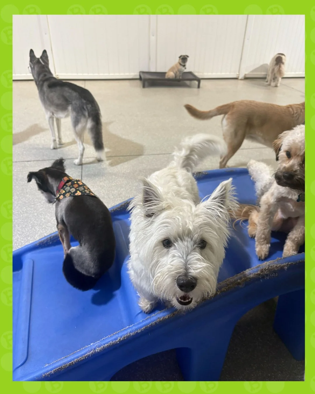 the crew has assembled 😤🐾

one&rsquo;s posing, one&rsquo;s judging, one&rsquo;s minding their business&hellip; chaos, but make it cute 😌

where every personality gets their spotlight ✨ #barkbarkdaycare

#dogsofinstagram #dogstagram #instadog #dogs