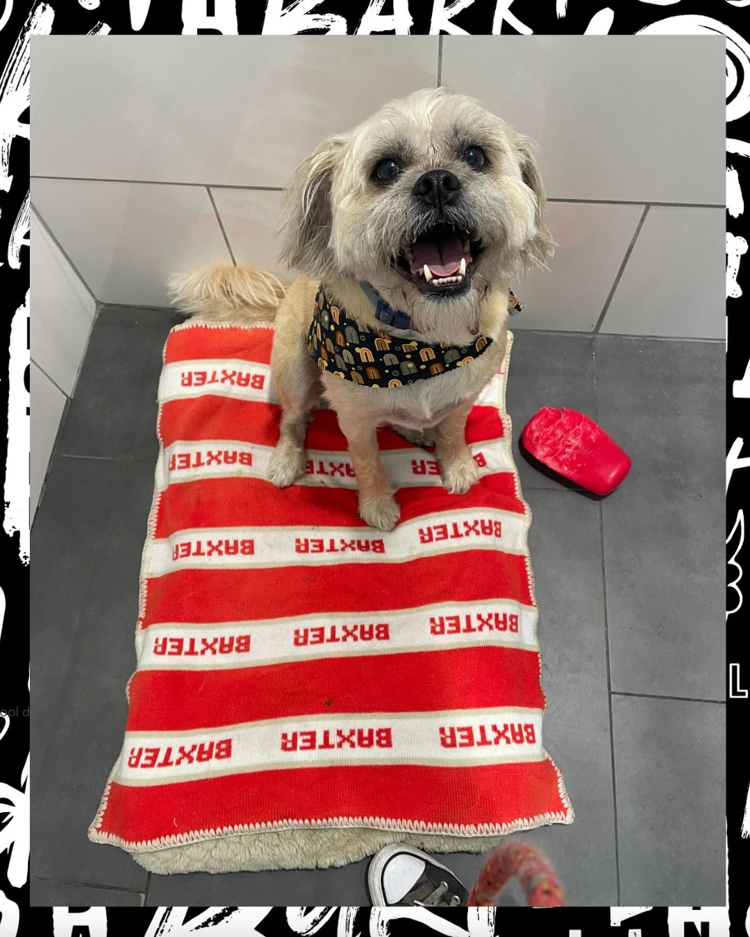 VIP status: confirmed 😌🐾

posted up in their private suite like they own the place (because they kinda do) 💅✨

comfy bed, their own space, and all the love they deserve 🐶🛏️

where luxury meets tail wags 🖤 #barkbarkdaycare

#dogsofinstagram #dog