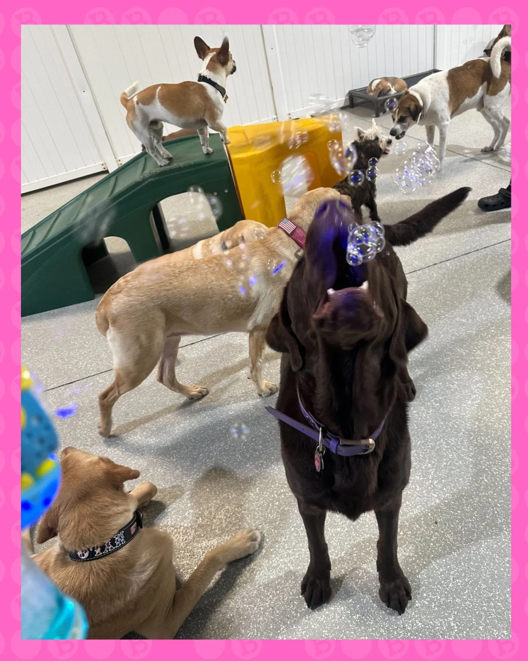 POV: you said &ldquo;just one bubble&rdquo; 🫧&hellip; but now it&rsquo;s WAR 😆🐾

Nothing beats bubble day at bark! bark! , pure chaos, wagging tails, and the happiest pups ever 💕✨

#barkbarkdaycare #bubbleday #dogdaycarelife #happydogs #dogsofins
