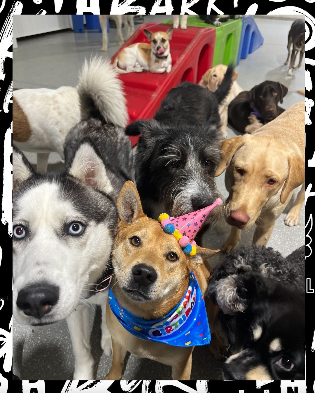 It&rsquo;s not a party&hellip; it&rsquo;s a bark! bark! birthday bash 🎉🐾

From birthday celebrations to bubbles, crafts, and enrichment activities, daycare here is always more than just playtime. We&rsquo;re all about creating fun, memorable experi