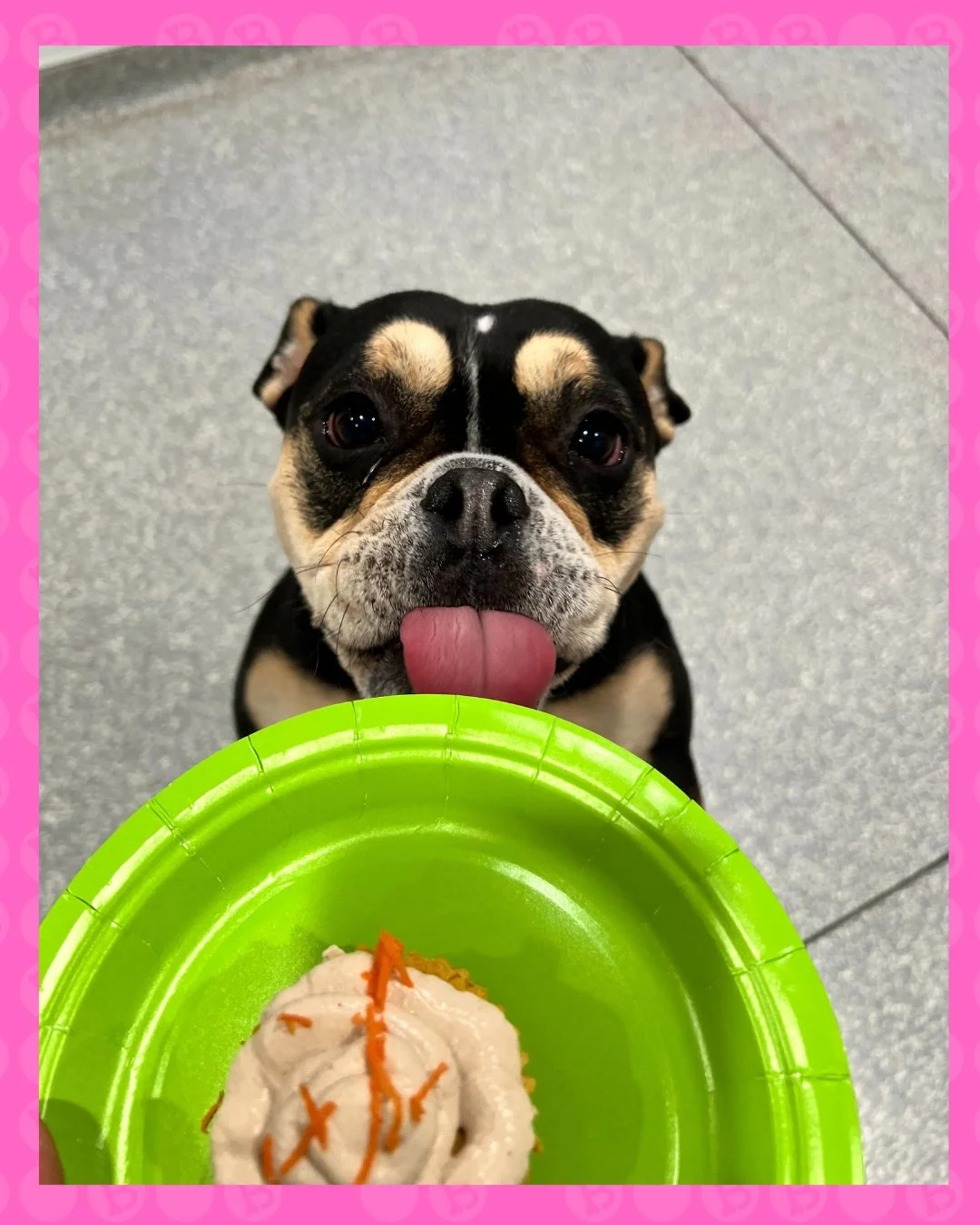 POV: you said &ldquo;just one treat&rdquo; 🐶👀

when the snack hits&hellip; and now you&rsquo;re emotionally invested

#barkbarkdaycare #wherecooldogsgo #dogtreats #pupapproved #dogsofinstagram #treattime #spoiledpup