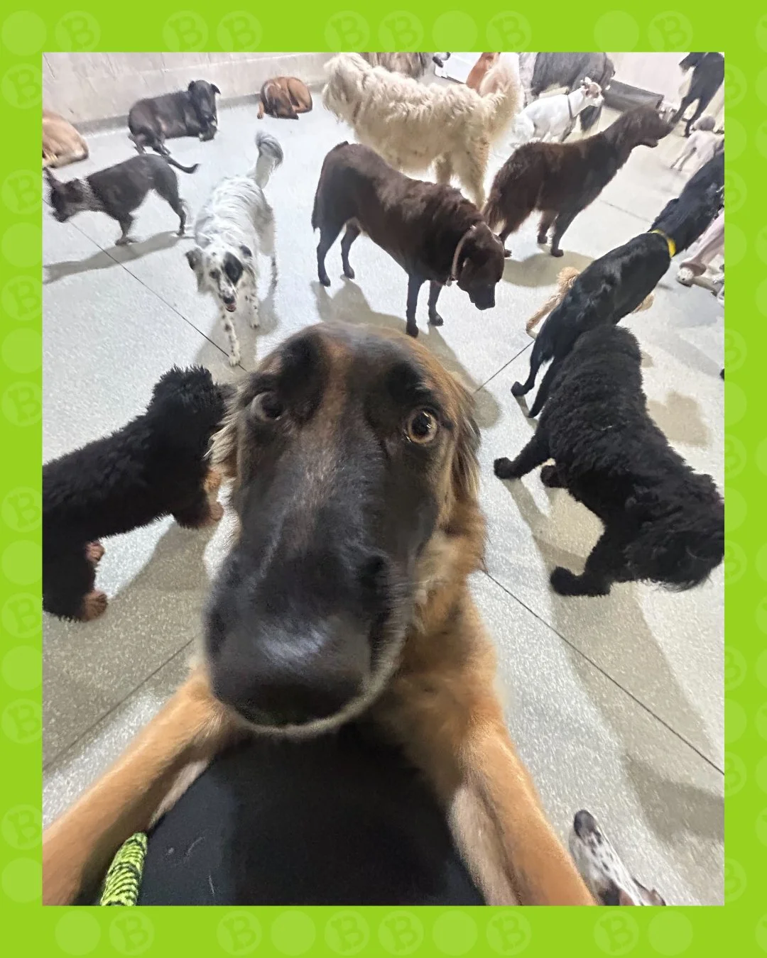 main character energy&hellip; while the whole squad just living their lives 🐶😂

some come to play, some come to nap&hellip; and some come for the attention

#barkbarkdaycare #wherecooldogsgo #dogdaycarelife #dogsofinstagram #packlife #bigdogenergy 
