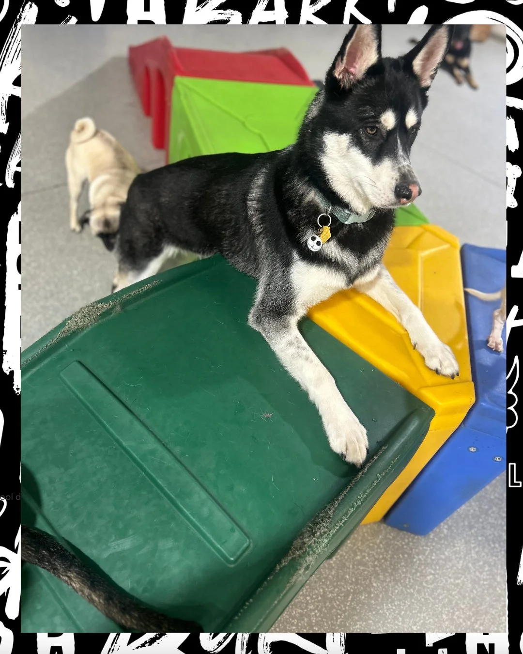 king of the playground 👑

just up here supervising the chaos&hellip; making sure everyone&rsquo;s having fun (and following the rules 😌)

#barkbarkdaycare #wherecooldogsgo #dogdaycarelife #packleader #huskylife #dogsofinstagram #playtime