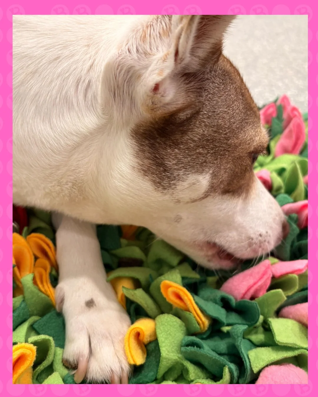 enrichment mode: ACTIVATED 🧠🐾

sniff, search, snack&hellip; repeat 😌
keeping minds busy and tails wagging over here

#barkbarkdaycare #wherecooldogsgo #dogenrichment #snufflemat #dogdaycarelife #mentalstimulation #happydogs