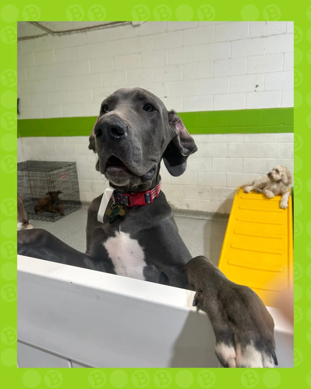 excuse me&hellip; I believe I ordered attention 🐾😌

#barkbarkdaycare #wherecooldogsgo #dogdaycarelife #greatdanelove #dogsofinstagram #bigbaby #attentionplease