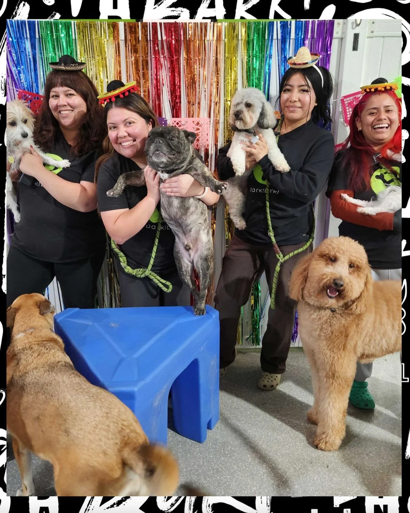 Fiesta mode : ON 🌮🐾 Cinco De Mayo at bark! bark!