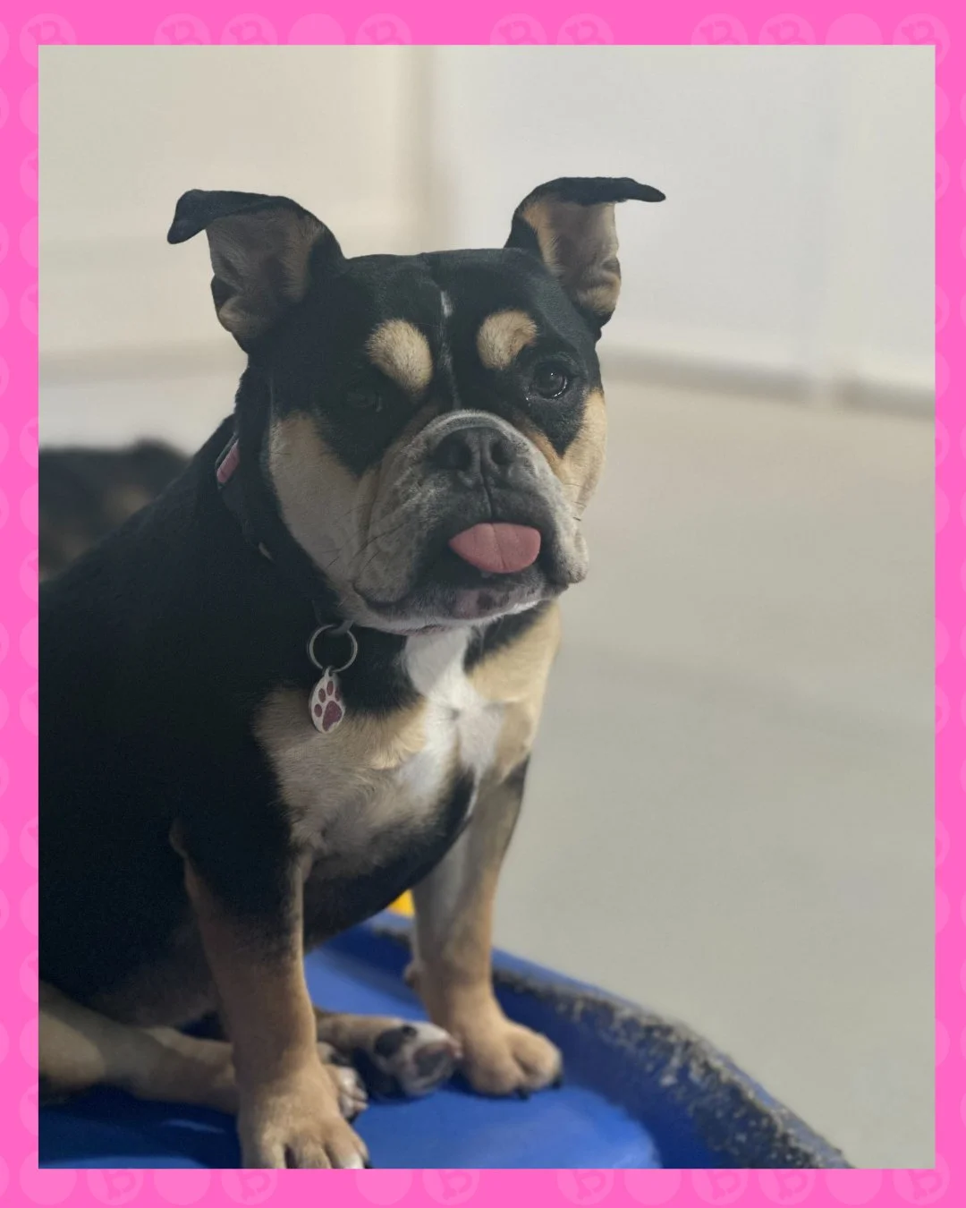 Some pups come to daycare to play&hellip; others come to serve looks and stick their tongue out at everyone 😭🐾