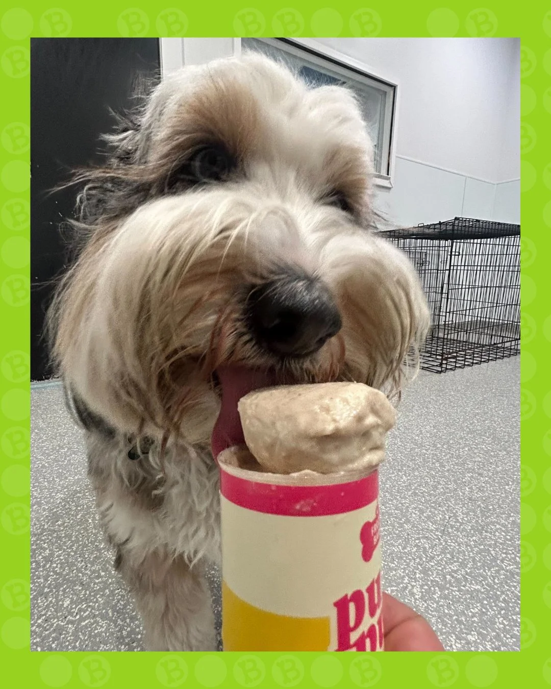 POV: your pup just discovered their new summer obsession 🍦🐾

Nothing says &ldquo;best daycare day ever&rdquo; like a push pup and a happy face covered in whipped goodness 

#barkbarkdaycare #WhereCoolDogsGo #DogDaycare #Pupachino #DogsofInstagram #