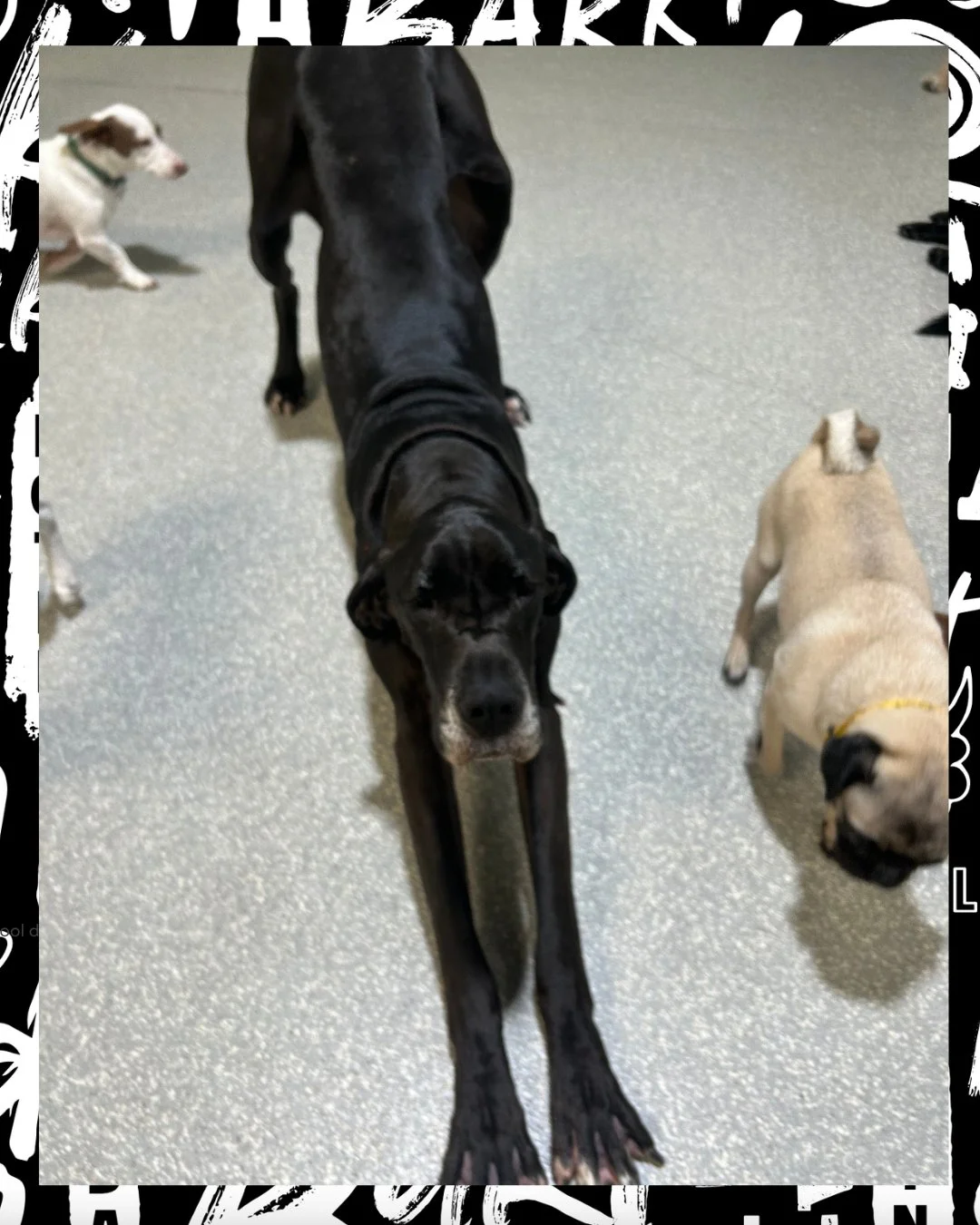 Me after one daycare nap and a stretch bigger than my responsibilities 

#barkbarkdaycare #WhereCoolDogsGo #GreatDane #BigStretch #DogDaycare #DogsofInstagram #MorningStretch #BigDogEnergy #LongBeachDogs #PlayAllDaySleepAllNight