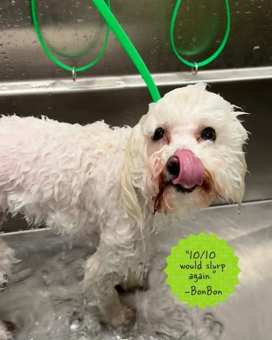 We love hearing from our clients! Thank you, BonBon, for your review! 😝

#barkbarkdaycare #barkbarksignalhill #WhereCoolDogsGo #DogDaycare #DogGrooming #DogSpa #FreshPup #PamperedPets #DogBath #DogsofInstagram #PetGrooming #CuteDogs #FluffyDog #SpaD