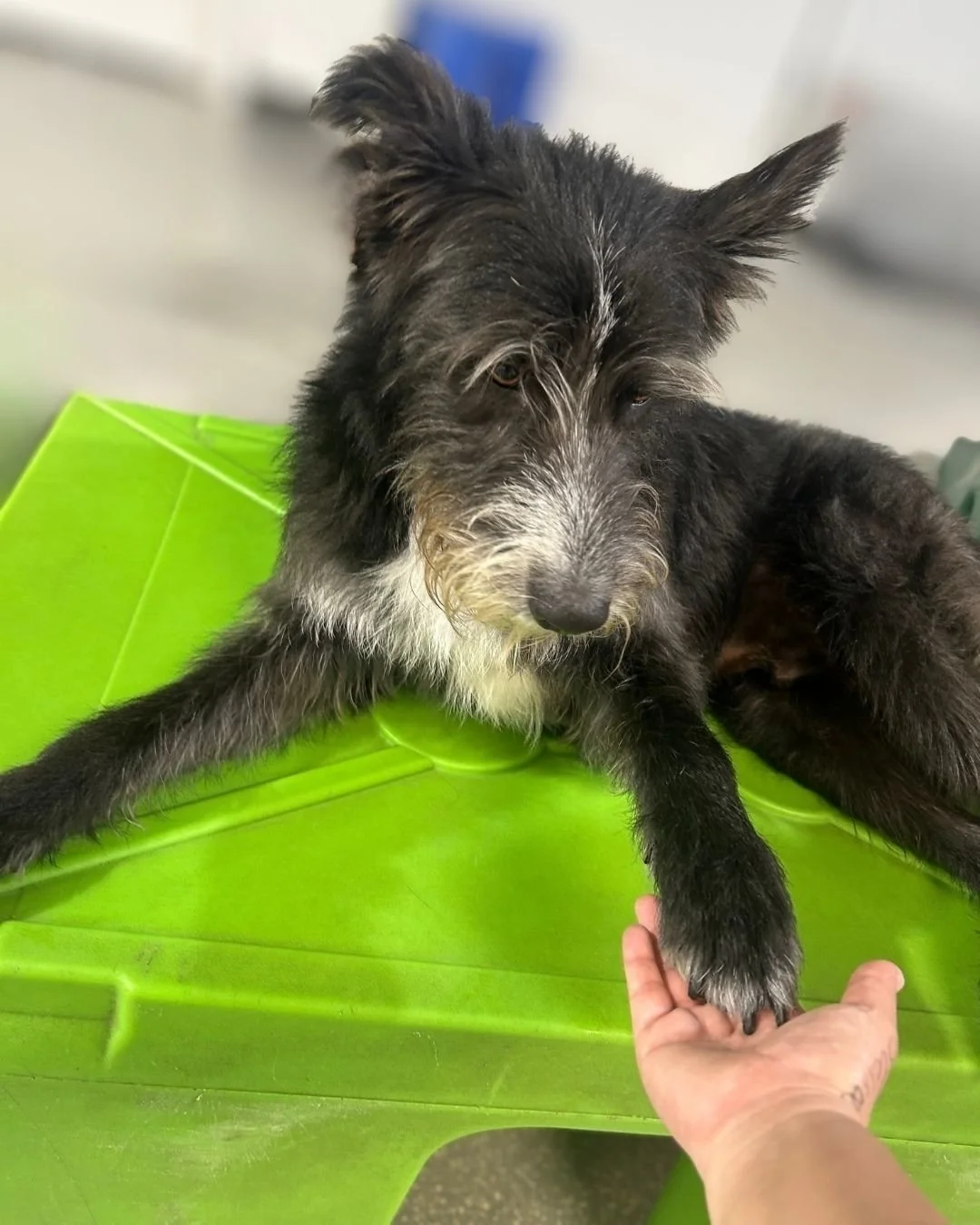 POV: the bark! bark! daycare employee you trust most has four paws 🖤🐾

Just a little paw hold before getting back to important daycare business (aka supervising everyone from the top of the play structure) 

#barkbarkdaycare #WhereCoolDogsGo #DogDa