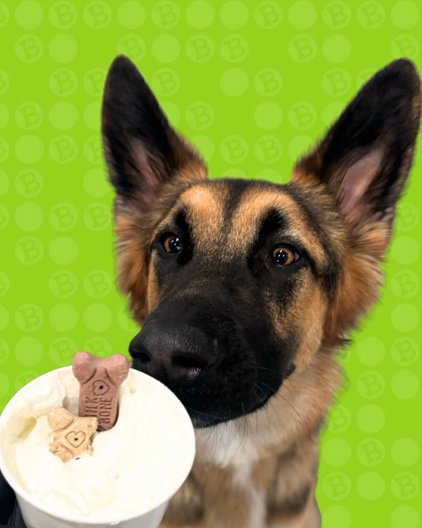 Our besties are going a little MAY-niac 👀 over these pup cups! Our official taste tester, Bufo, seems to approve. 😋

#PupCup #DoggyDaycare #wherecooldogsgo #barkbarkdaycareandgrooming #DogsofInstagram