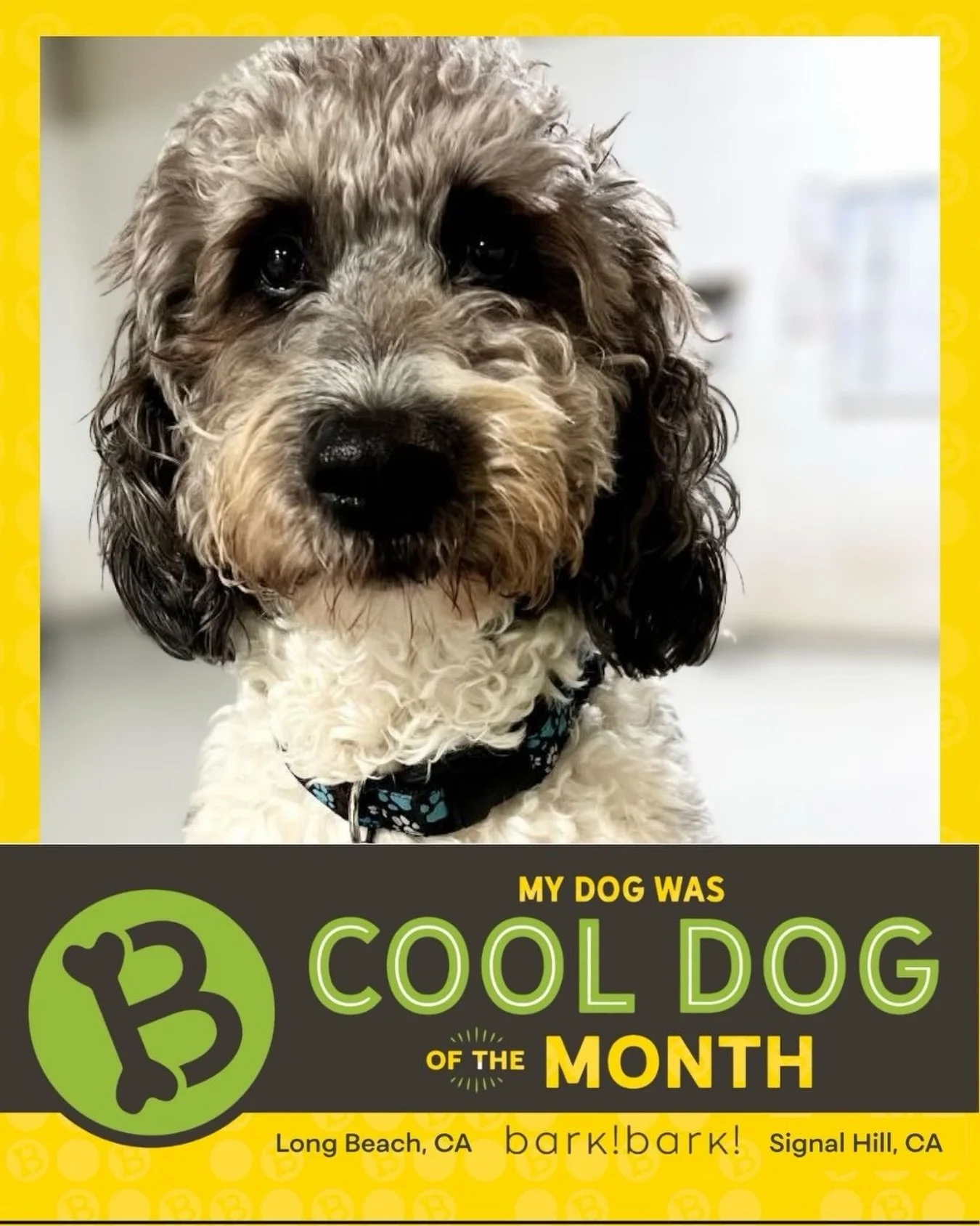 Hi, I&rsquo;m 𝗞𝗼𝗯𝗮𝗺𝗮! I love spending my day relaxing on the platforms and keeping an 👁️ on all my friends while they play. ⁣
⁣
One of my favorite parts of the day is going on my daily walks! 🐕⁣
⁣
⁣
#weloveKobama #dogofthemonth #barkbarkdayca