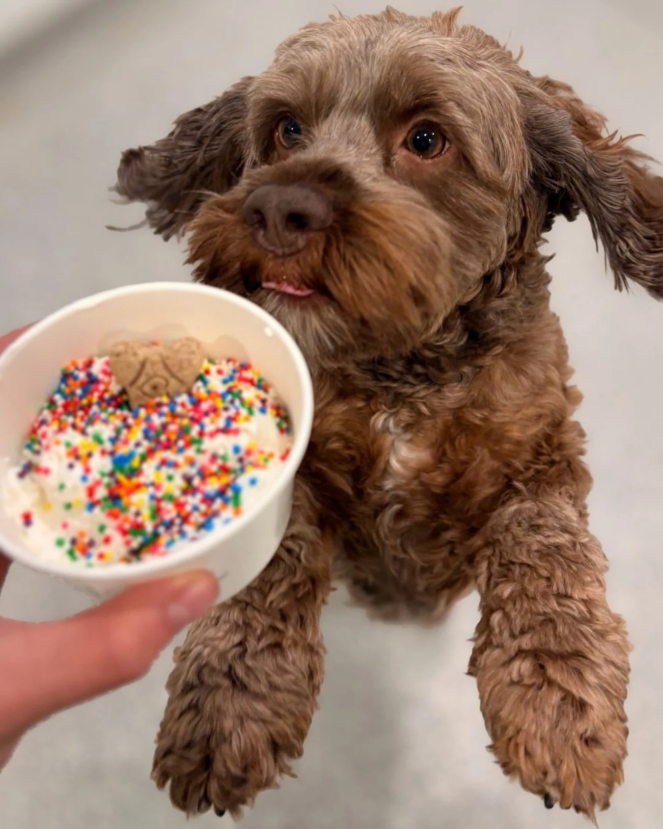 Please join us in celebrating this week&rsquo;s Honor Roll Pup Cup recipient, Waffles! 🧇

👏👏👏👏

#barkbarkdaycare #wherecooldogsgo #honorroll #pupcups #wafflesthedog