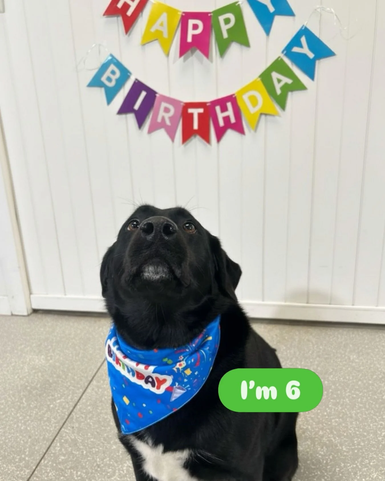Celebrating her birthday right! ❤️ Best Day ever!

Indiana turns 6️⃣! 🥳

#barkbarkdaycare #birthdaygirl #indianaturns6 
#dogdaycarelife #signalhill
