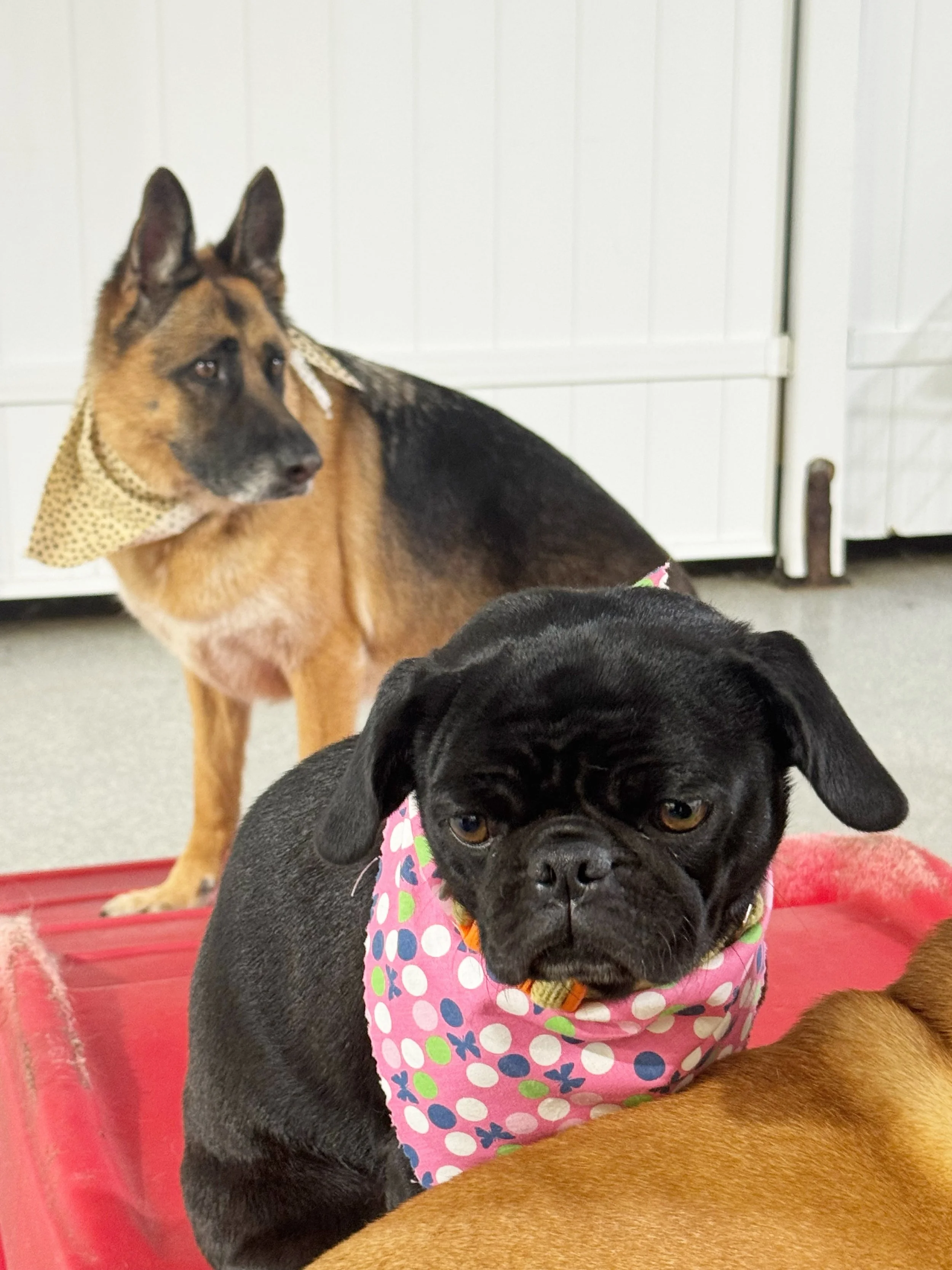 An unlikely duo? Nah, not here!

We love watching Bear and Gracie make an unexpected friendship that blossoms every single day. Who says best friends have to be the same size? 🥰

#barkbarkdaycare #wherecooldogsgo #bestfriend #dogdaycare #signalhill