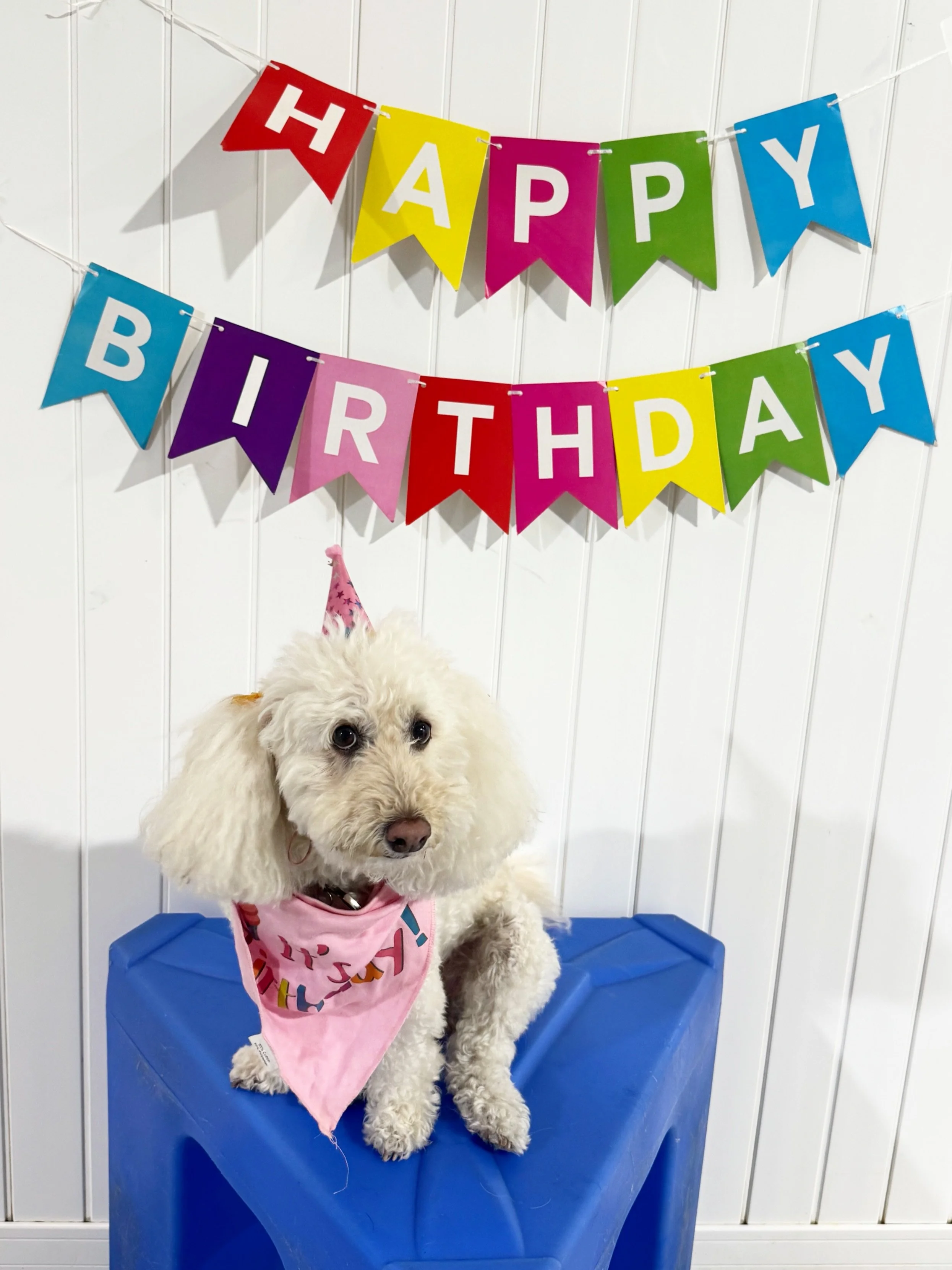 A very Happy Birthday to, Pearl! 🤍🩷

Thanks for spending your special day with us! 😘

#barkbarkdaycare #birthdaygirl #wherecooldogsgo #dogdaycarelife #signalhill