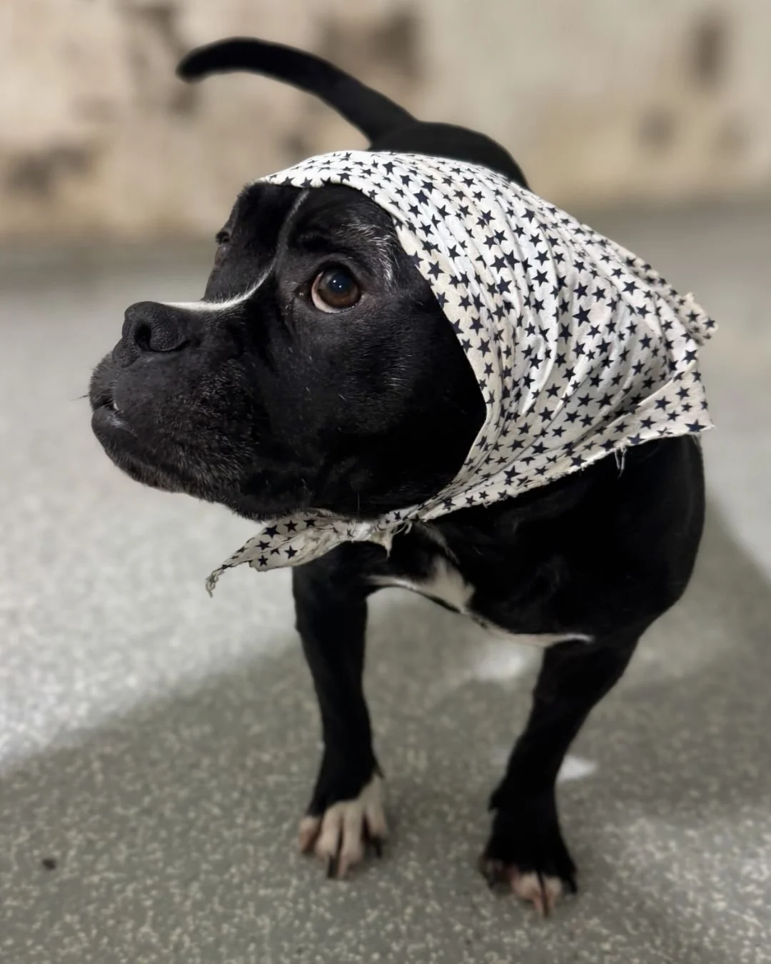It starts as a stylish kerchief&hellip;then suddenly you&rsquo;re handing out hard candies. 🍬 

#barkbarkdaycareandgrooming #groomersofinstagram #wherecooldogsgo #grandmaChic