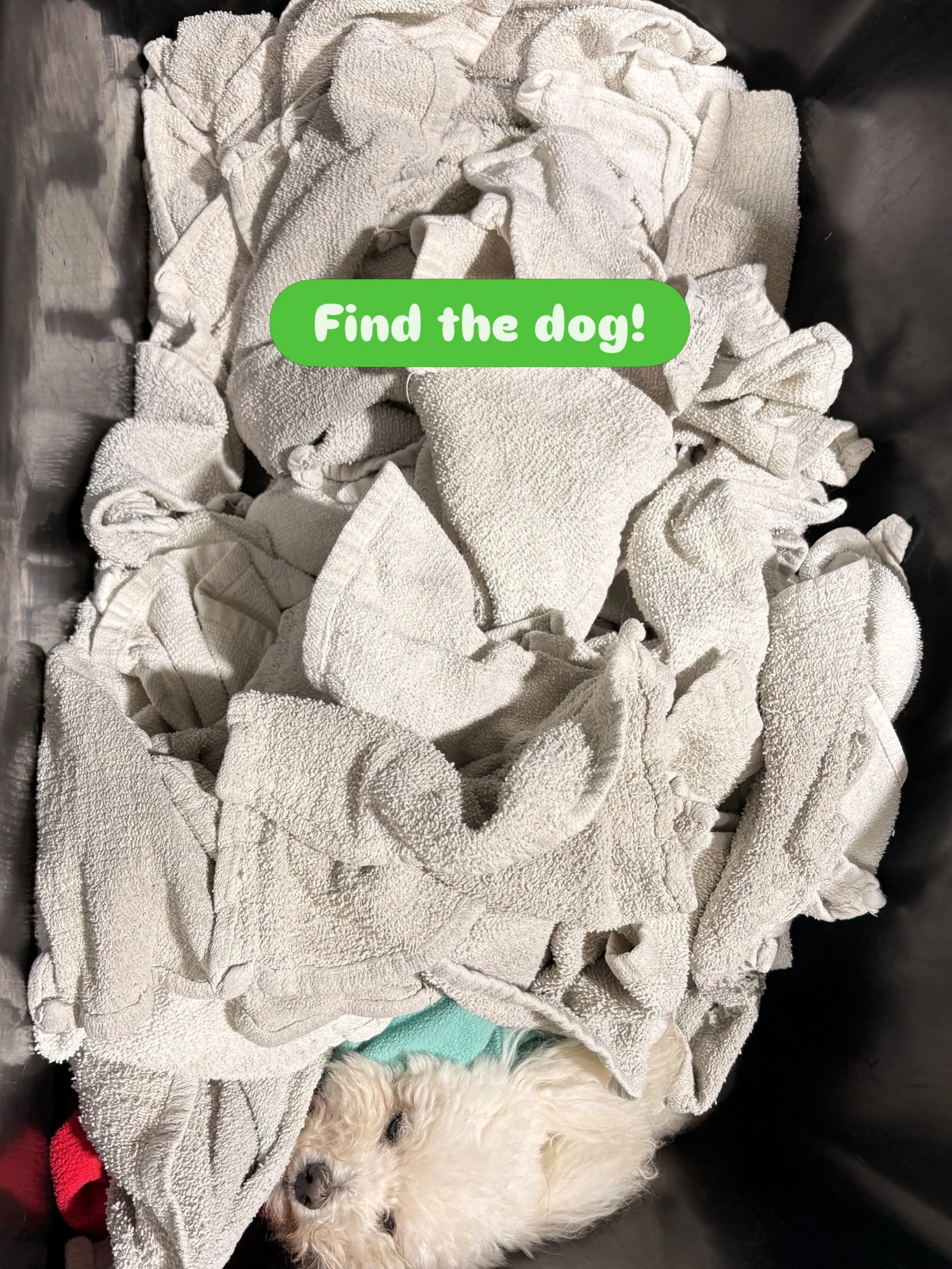 We found the missing dog&hellip;🧺
Turns out they were folded into the clean towels.

#barkbarkdaycare #wherecooldogsgo #dogdaycarelife #hideandsleep #signalhill