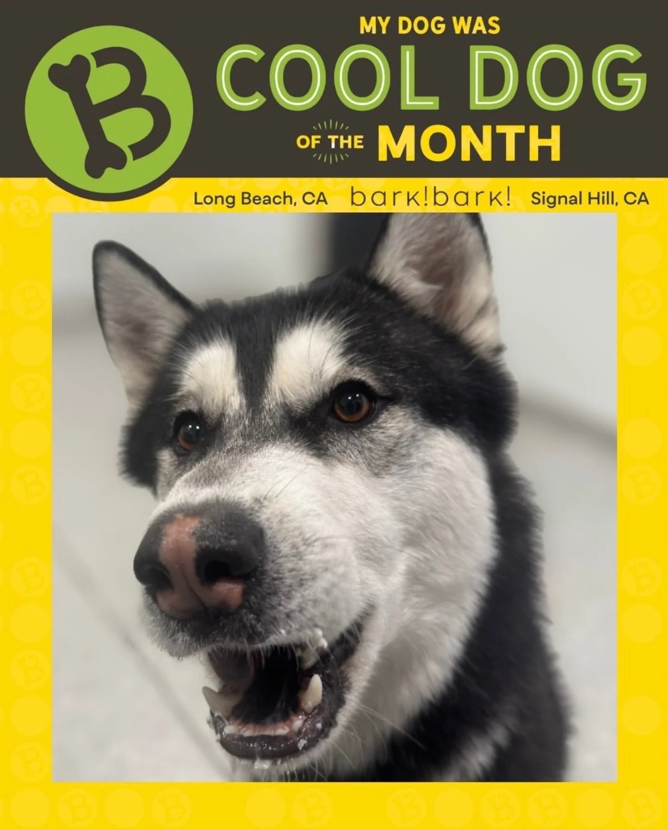 Hi, I&rsquo;m 𝗕𝗼𝘀𝗾𝘂𝗲! I love coming to daycare to see all my friends! When I&rsquo;m not playing, you&rsquo;ll probably find me out on a walk or enjoying one of my favorite pup cups. 

Life at bark! bark! is the best!

#weloveBosque #dogofthemo
