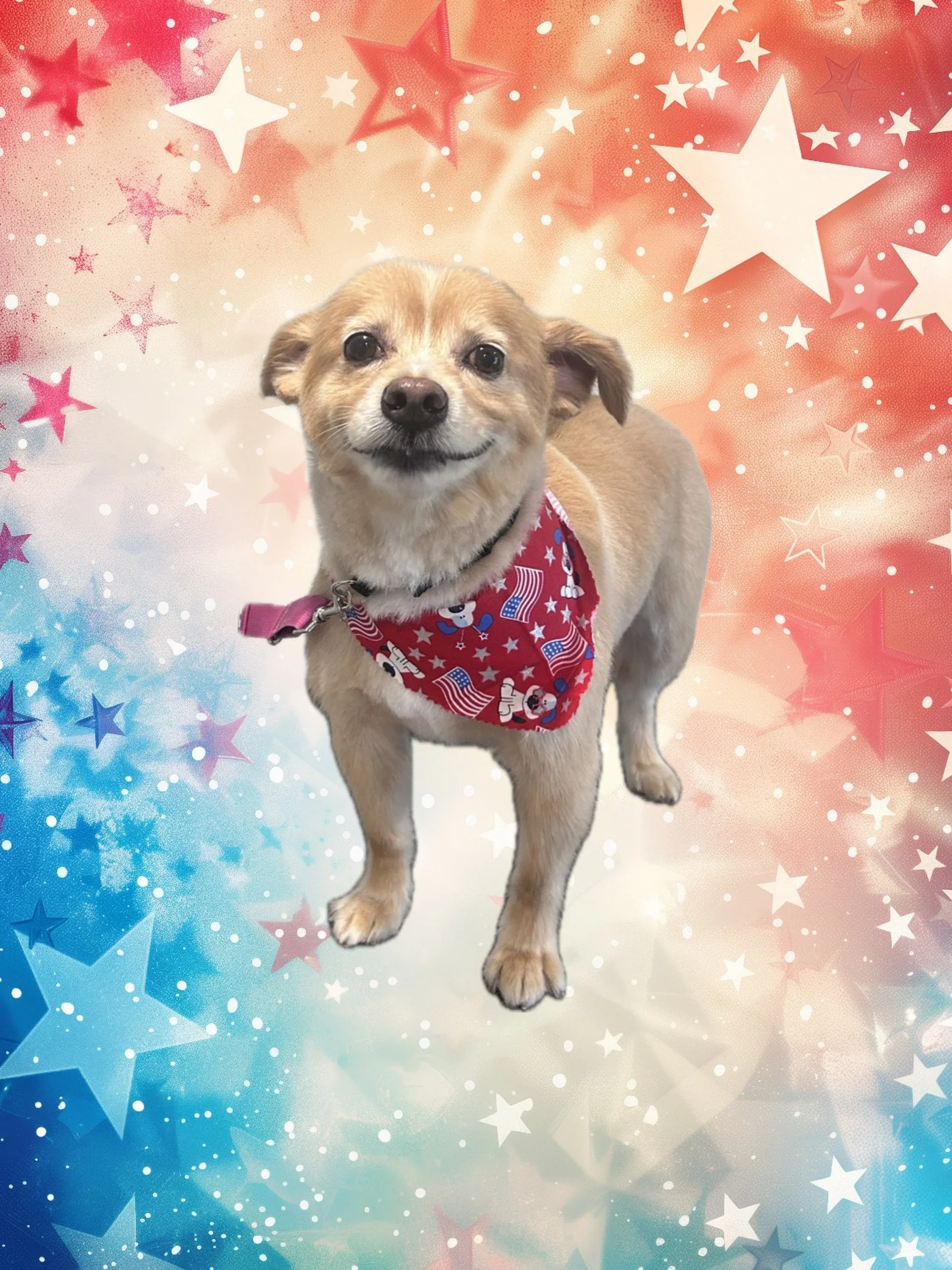 Cody enjoyed his spaw day and he&rsquo;s ready for the 4th of July weekend!! 🎇

#barkbarkdaycareandgrooming #spawday #groomersofinstagram #groomerhumor #signalhill