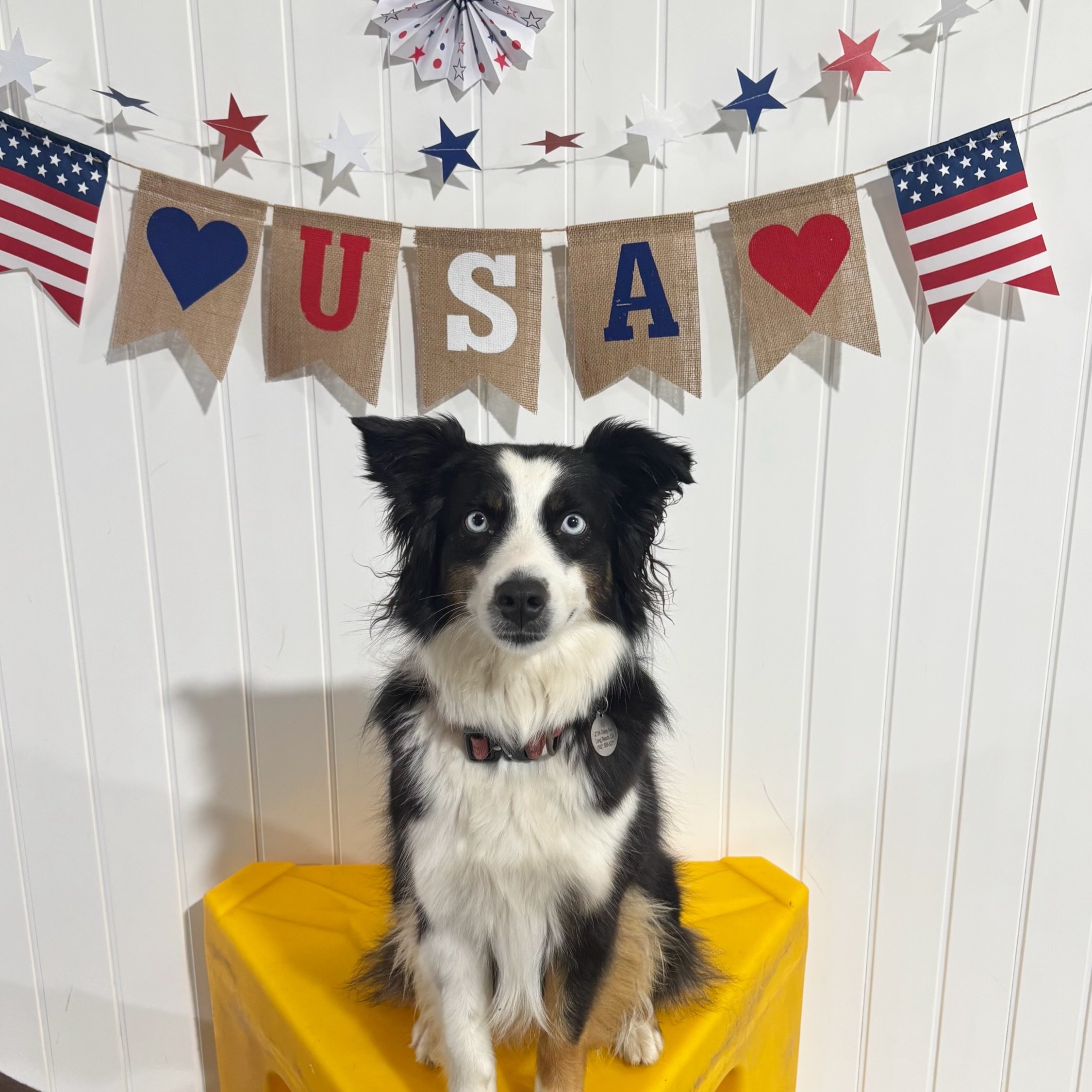 What fireworks? 

While the skies were booming, our bark! bark! crew stayed cool, calm and completely unfazed. 😎

#barkbarkdaycare #dogdaycarelife #happypups #dogsofinstagram #signalhill