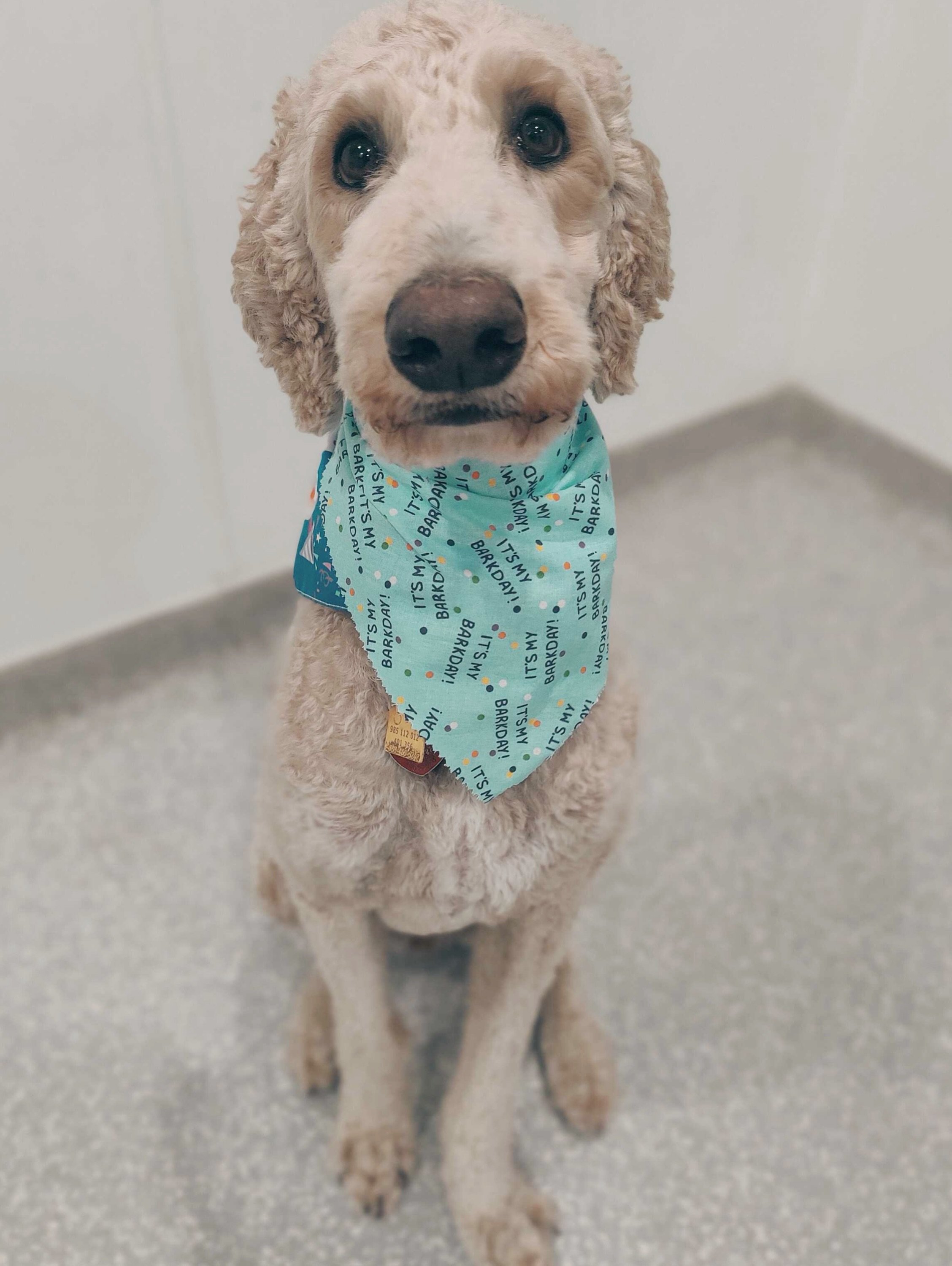 Hey Bolillo, it&rsquo;s your birthday! 🎂 
We gon&rsquo; party like it&rsquo;s your birthday 🎉 

#barkbarkdaycare #dogdaycarelife #birthdayweek #everydoghastheirday #signalhill