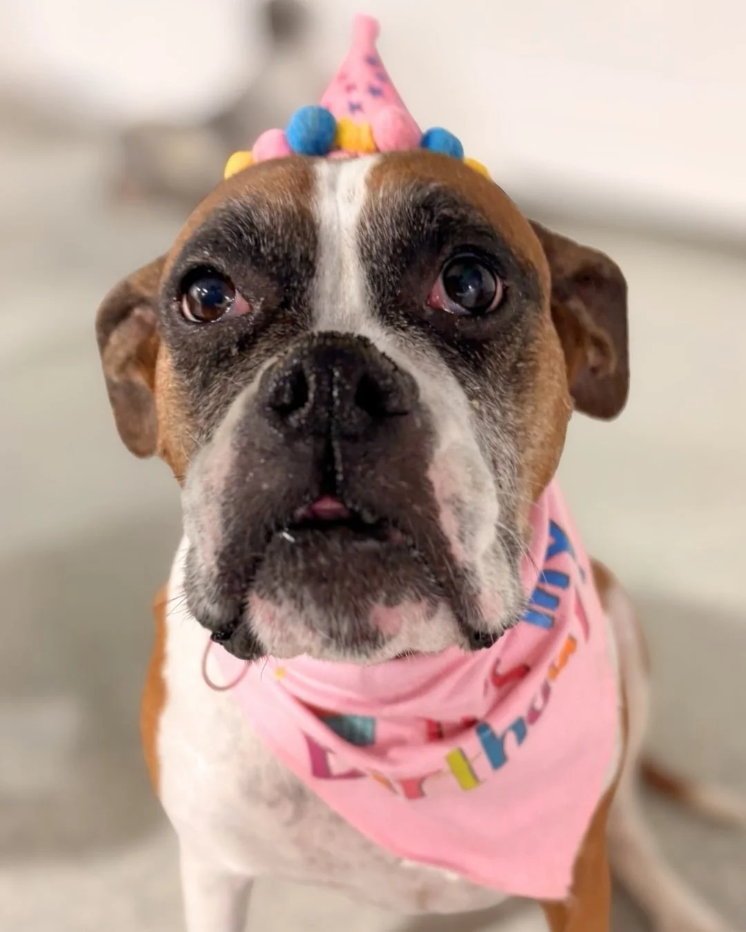 We&rsquo;ve got a birthday girl! Nala&rsquo;s enjoying her birthday pawty today. Wishing her another year around the sun! ☀️ 

#barkbarkdaycare #birthdaygirl #itsyourbirthday #wherecooldogsgo #signalhill