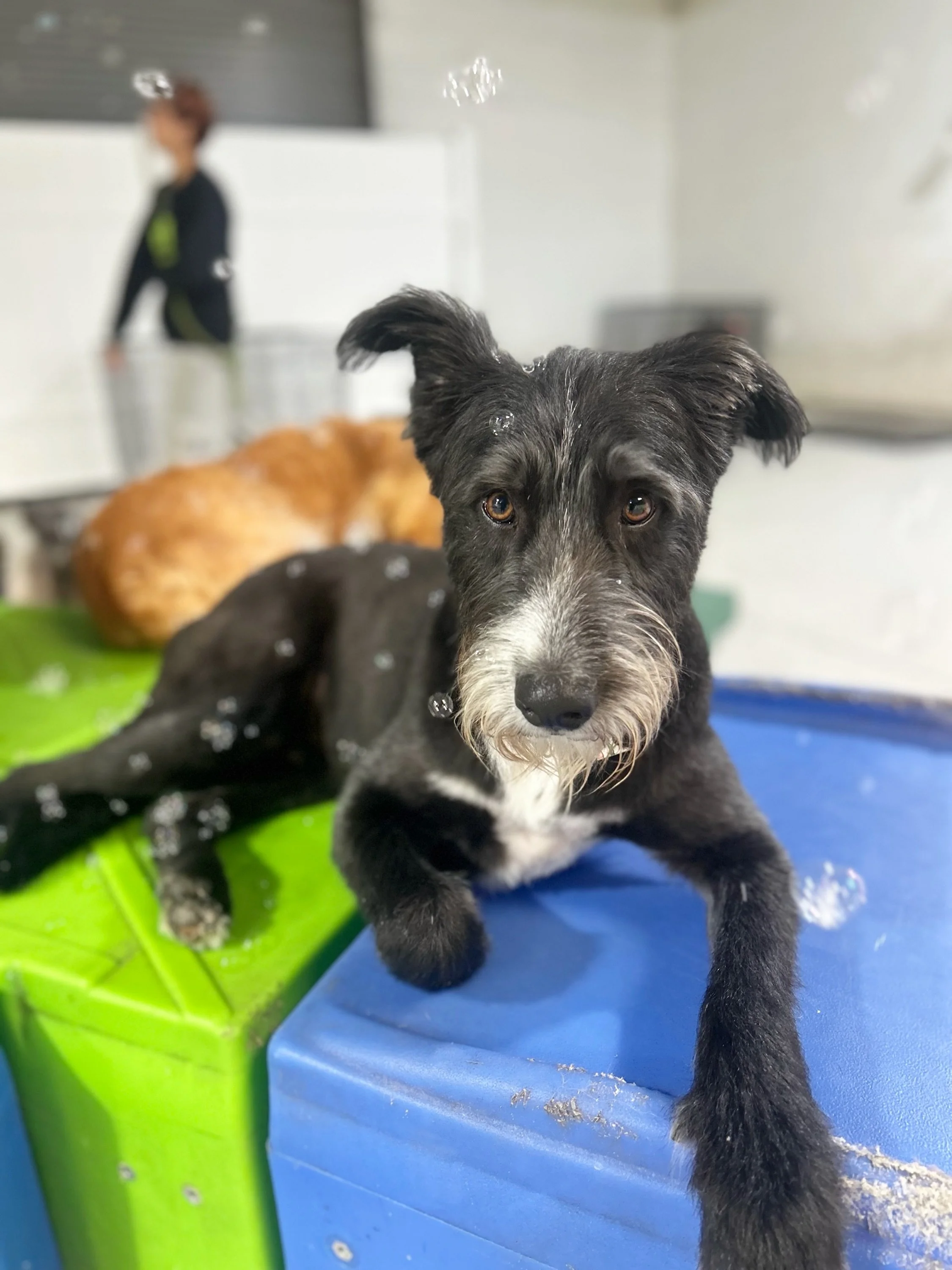 ❤️🤍🫧 Red, White &amp; Bubbles!
Forget fireworks&hellip;our pups were chasing floating balls instead! 

#barkbarkdaycare #dogdaycare #wherecooldogsgo #redwhiteandbubbles #signalhill
