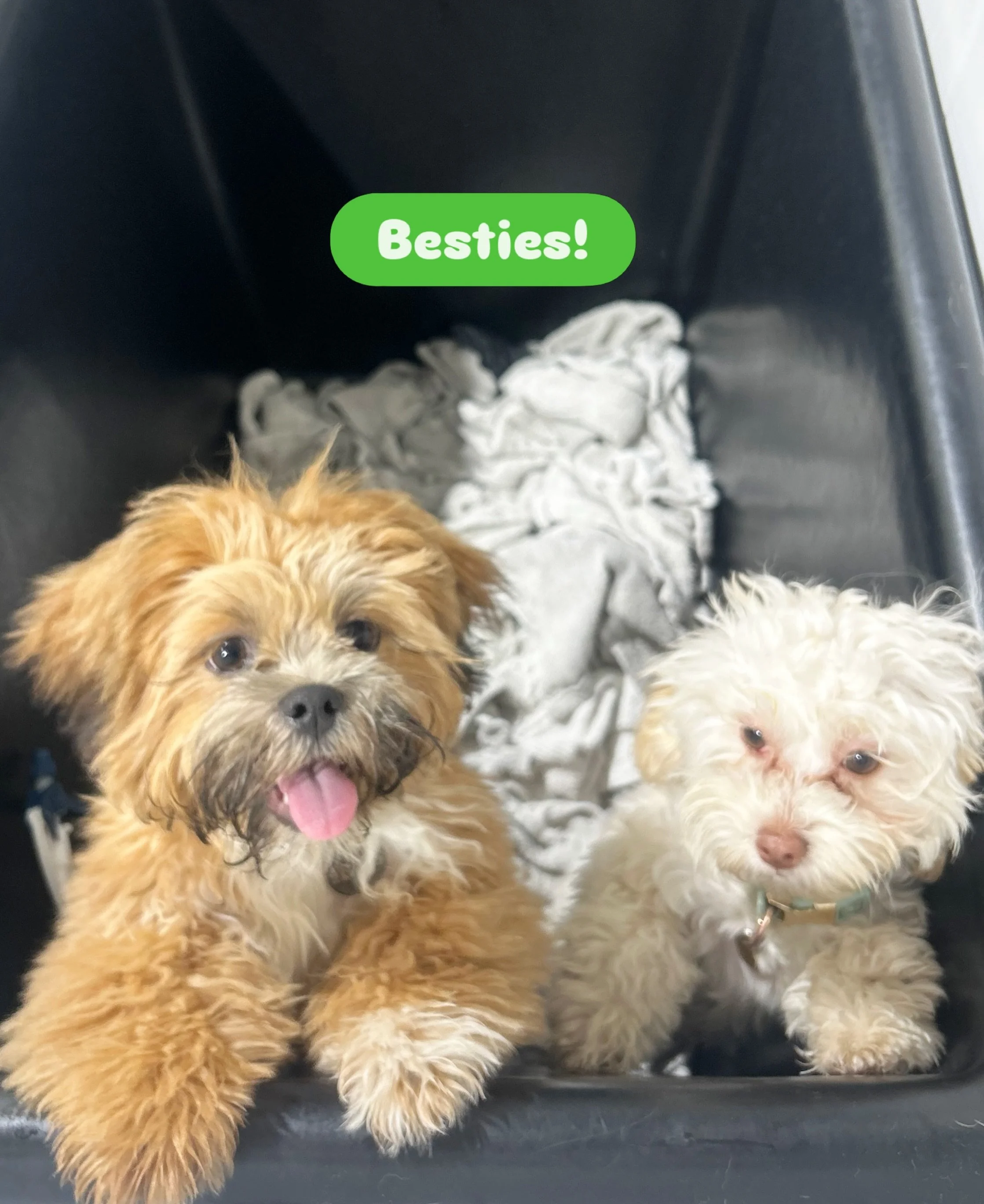 Some friendships are just meant to be. 🐾

They play together, explore together and somehow always end up side by side. 

#barkbarkdaycare #wherecooldogsgo #fureverfriends #doggydaycarelife #signalhill